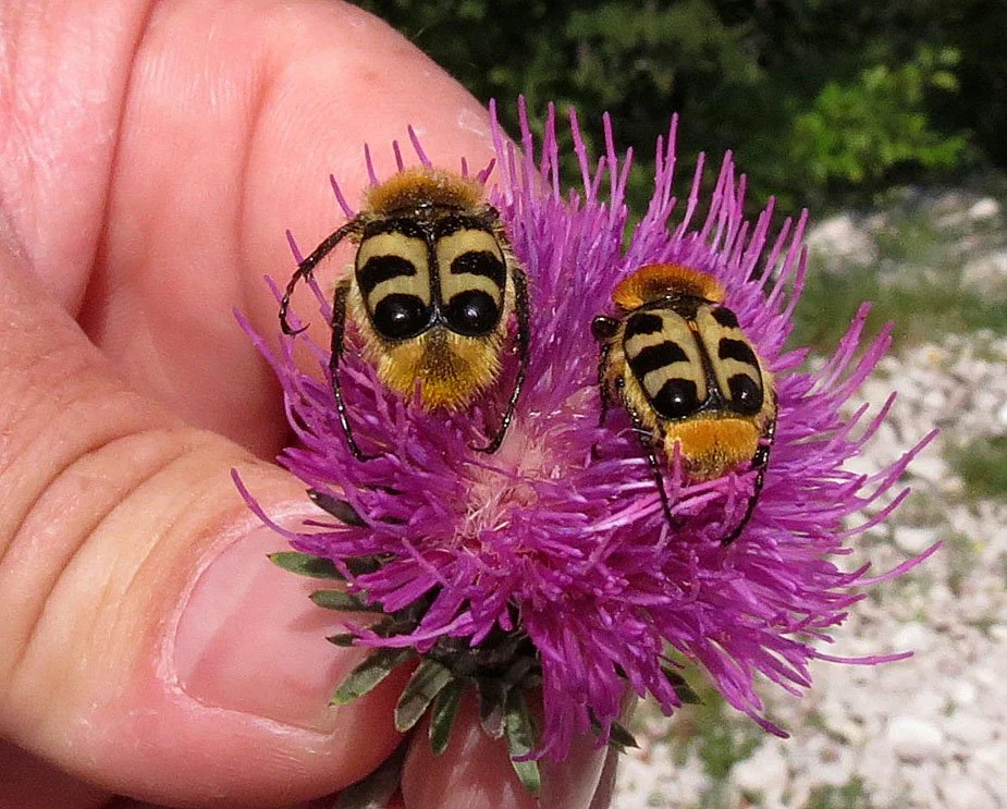 Trichius gallicus - Vercor National Park, Southern France (10).JPG
