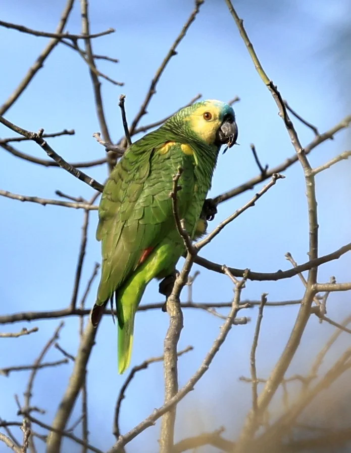 Blue-fronted Amazon (Amazona aestiva) Aurora Chaquena Reserve, Neuland Mennonite Colony Paraguay (3).jpg