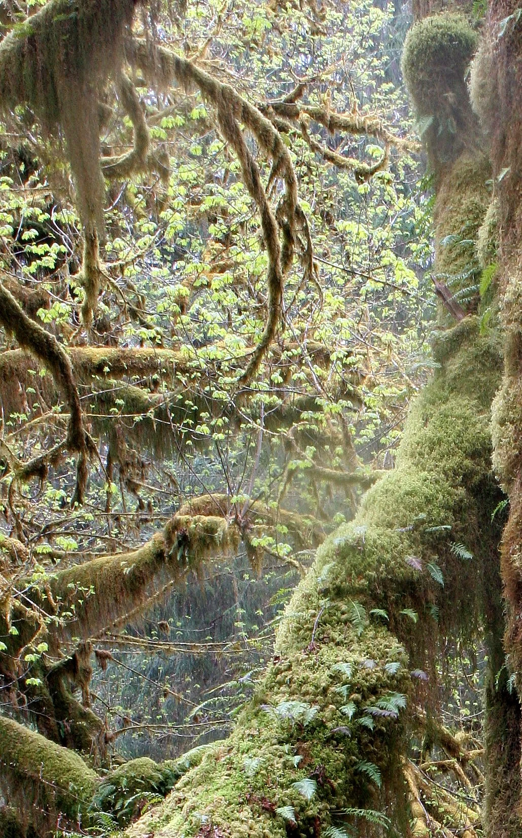 HOH RIVER VALLEY - HALL OF MOSSES (71).JPG