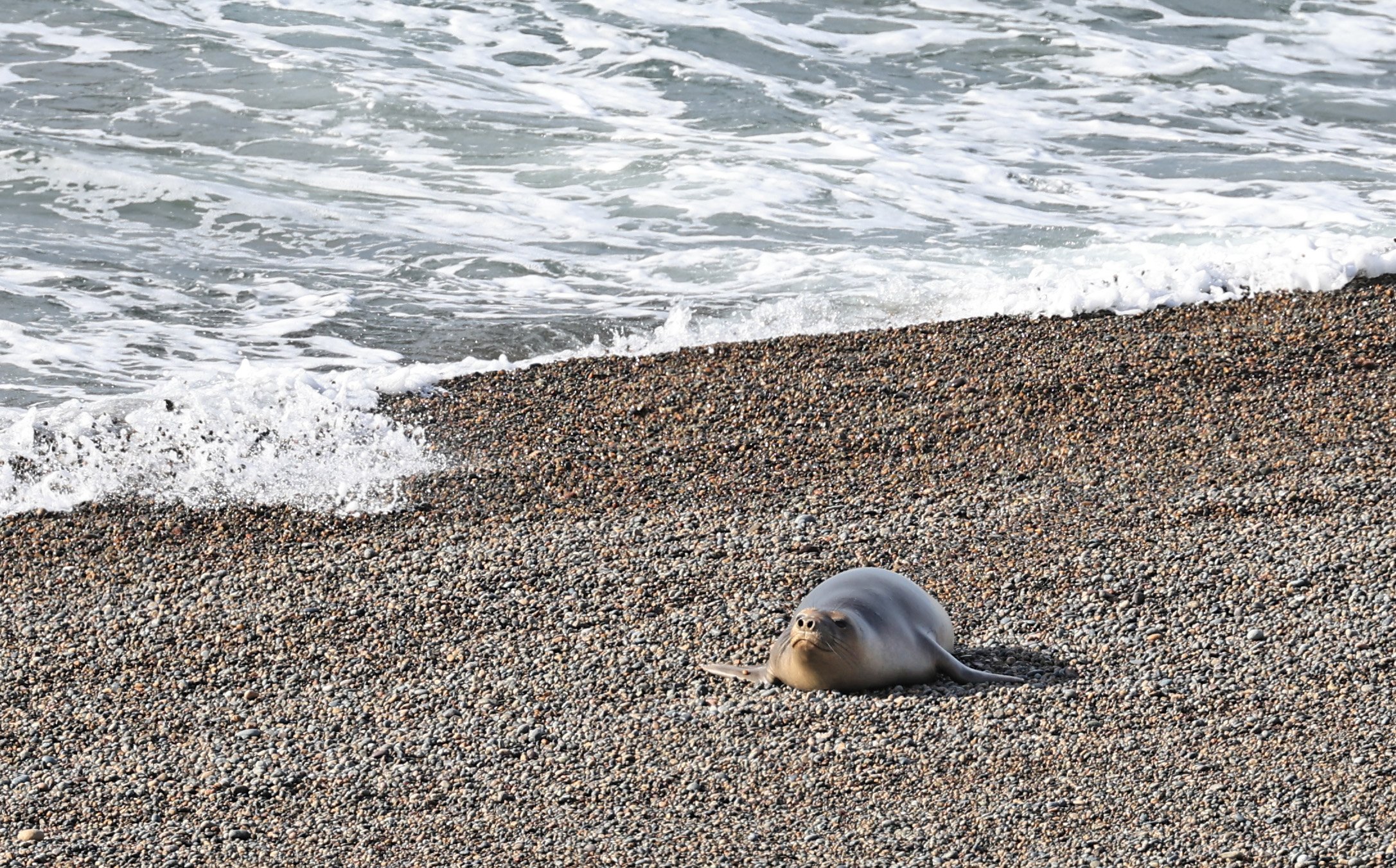 Southern Elephant Seal (Mirounga leonina) Valdes Peninsula, Chubut Province, Argentina Day 2 (14).jpg