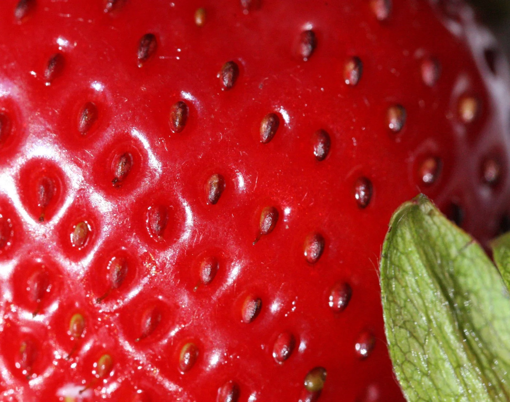 2010-5-7 MACRO SHOTS FROM AROUND THE HOUSE (5).JPG