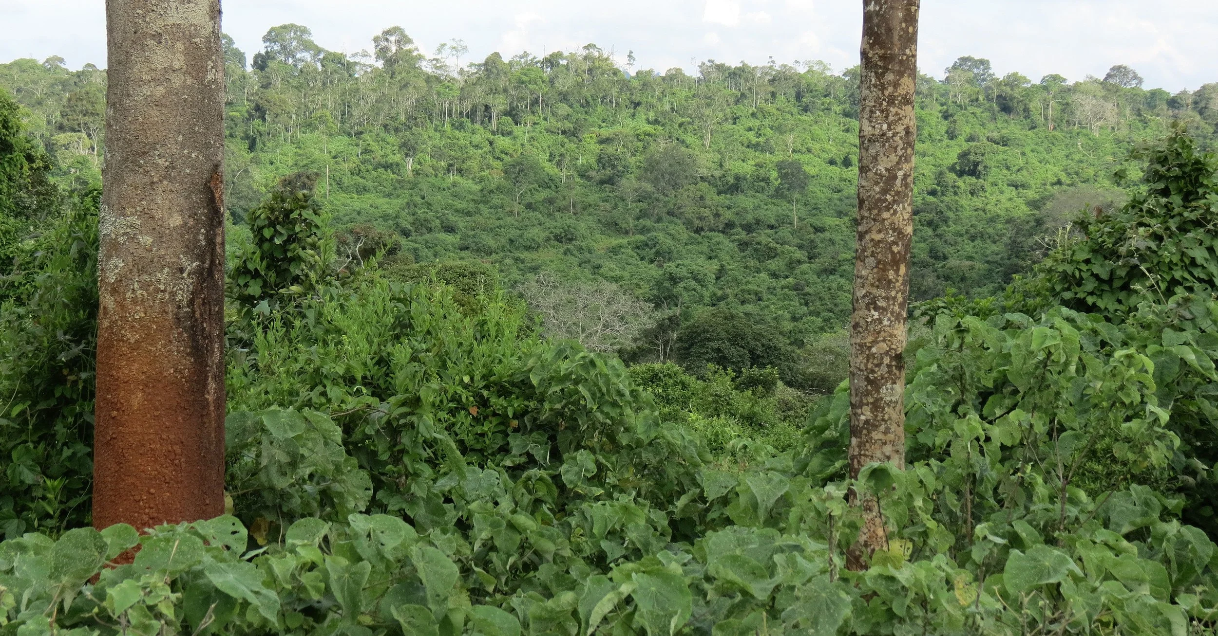 ABERDERES NATIONAL PARK KENYA - TREETOPS LODGE (18).JPG