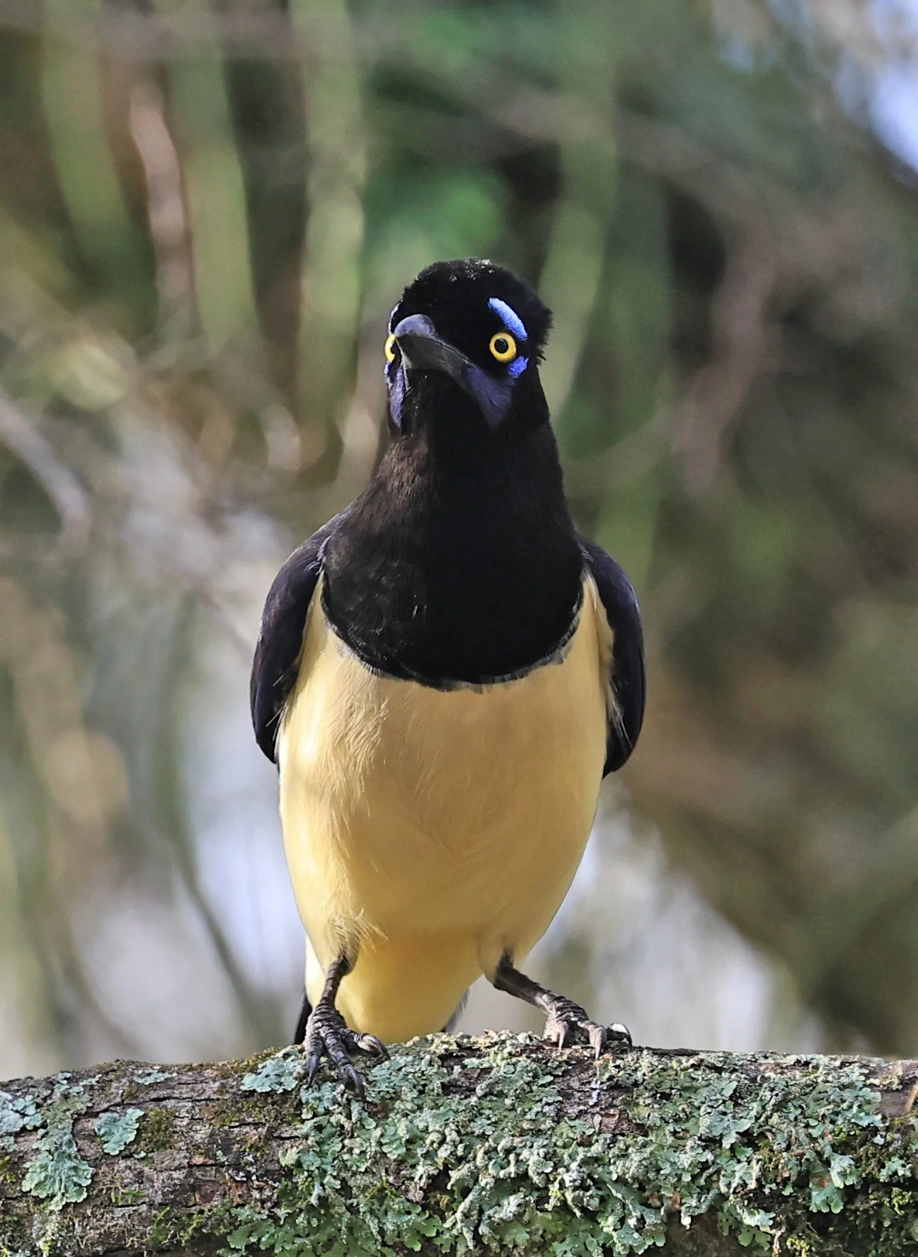Plush-crested Jay (Cyanocorax chrysops) El Palmar National Park, Entre Rios, Argentina (38).jpg