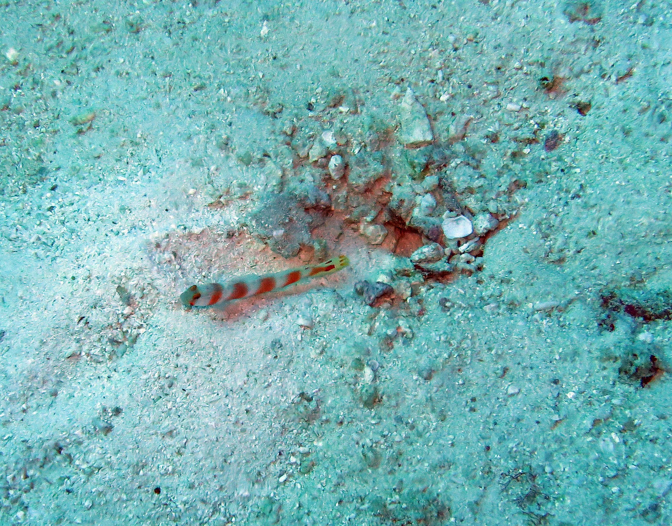 Gobiidae - Amblyeleotris species - Goby Specise - Similan Islands