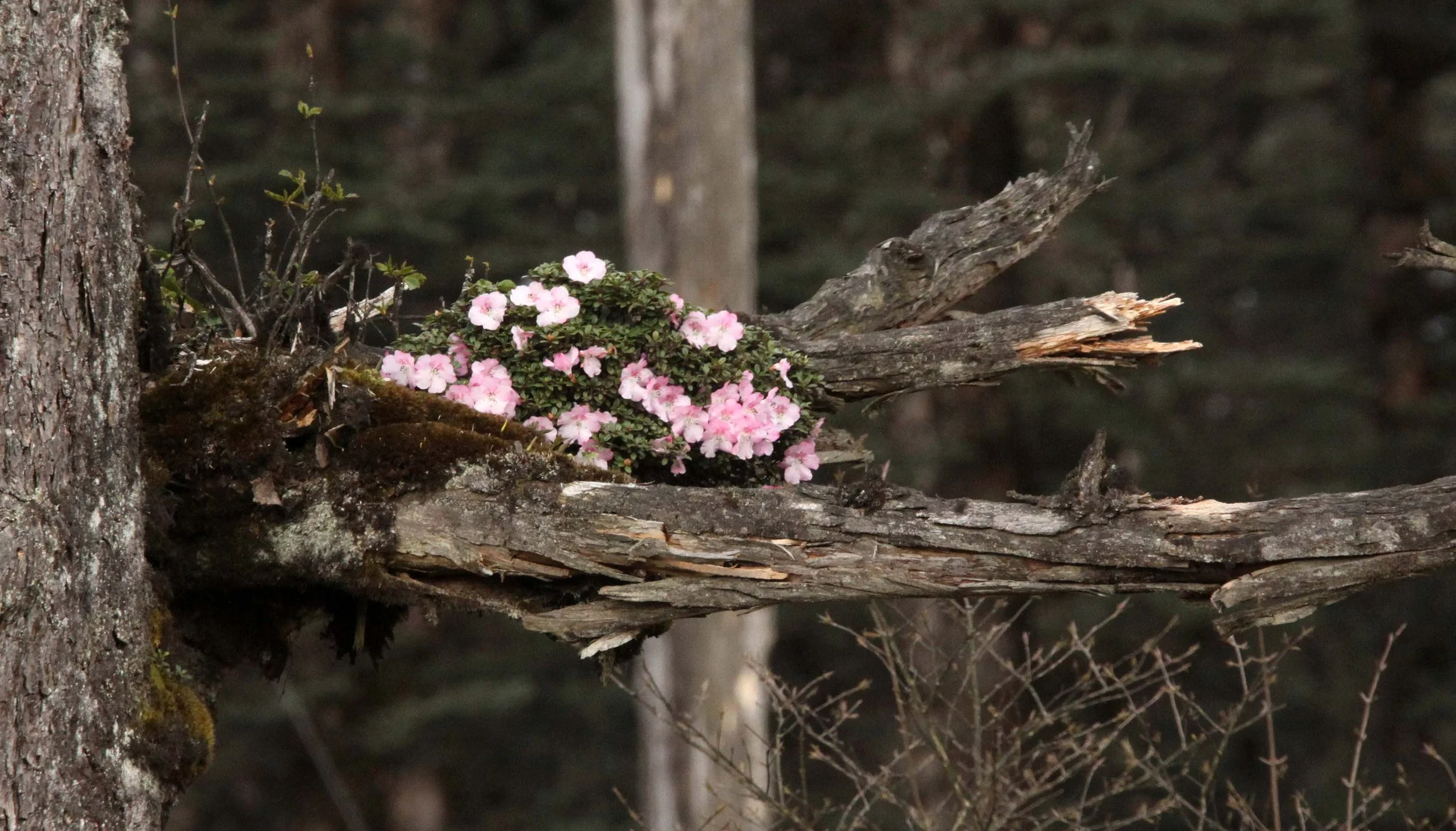 WAWU SHAN MOUNTAIN - RHODODENDRON SPECIES - SICHUAN CHINA.JPG