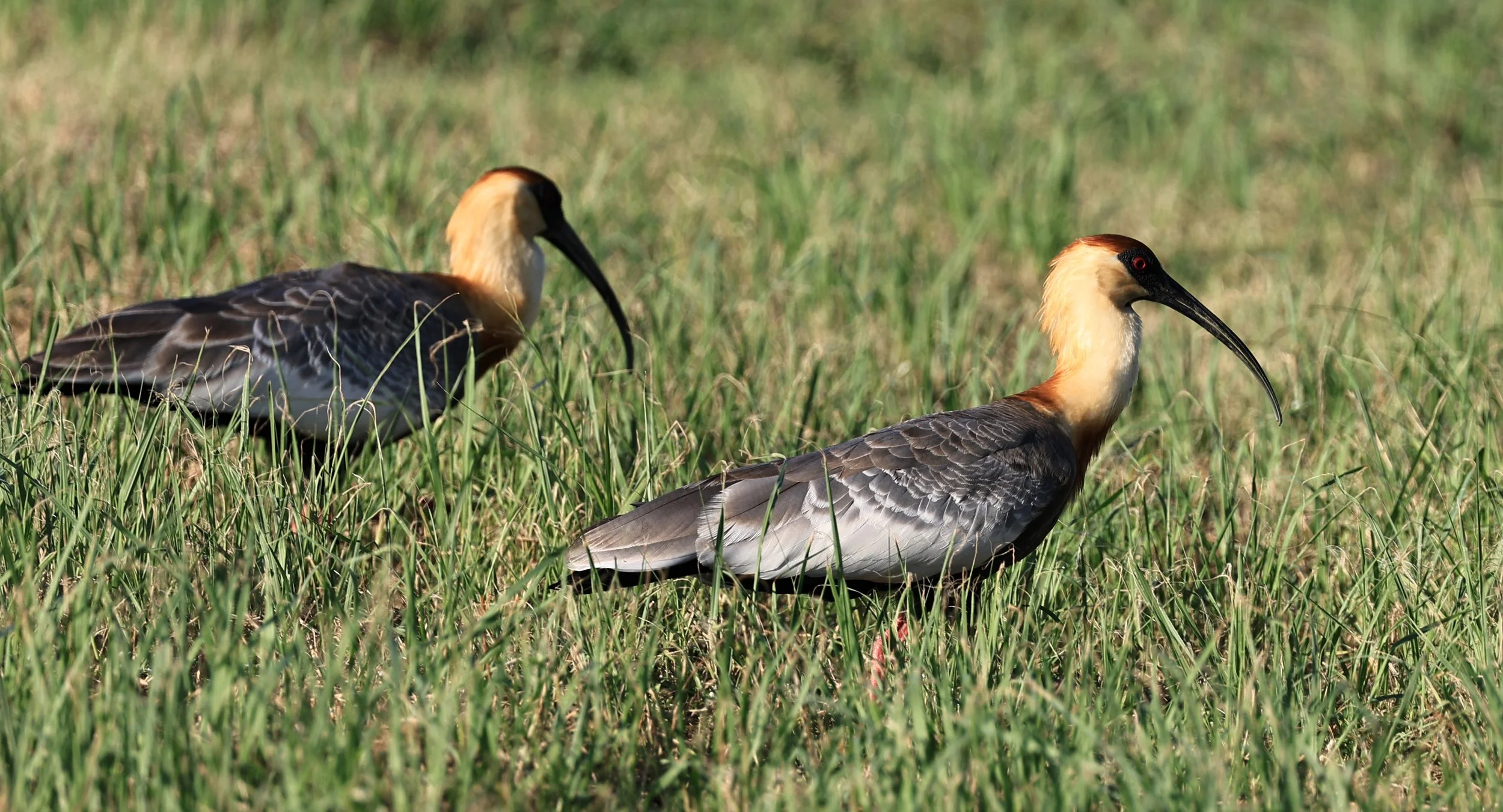 Buff-necked Ibis (Theristicus caudatus) Estancia Campo'i Paraguay (60).jpg