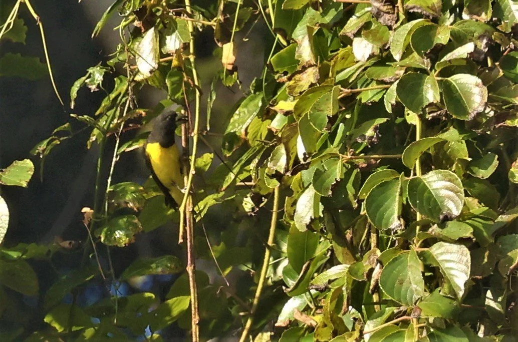 Spot-winged Grosbeak (Mycerobas melanozanthos) Fang Hotsprings Chiang Mai Thailand (29).jpg