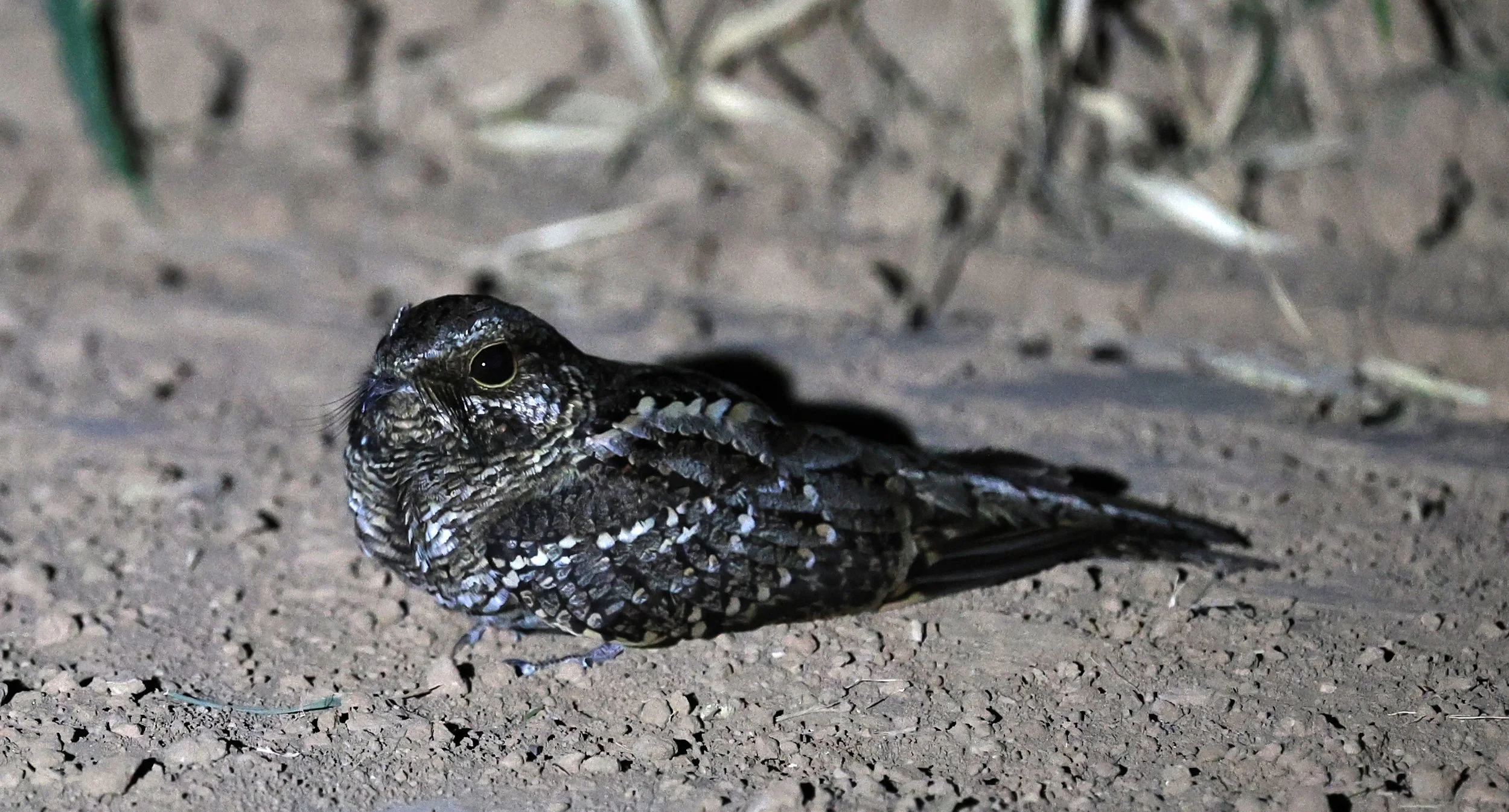 Scissor-tailed Nightjar (Hydropsalis torquata) female - Fortin Toledo Paraguay (19).jpg
