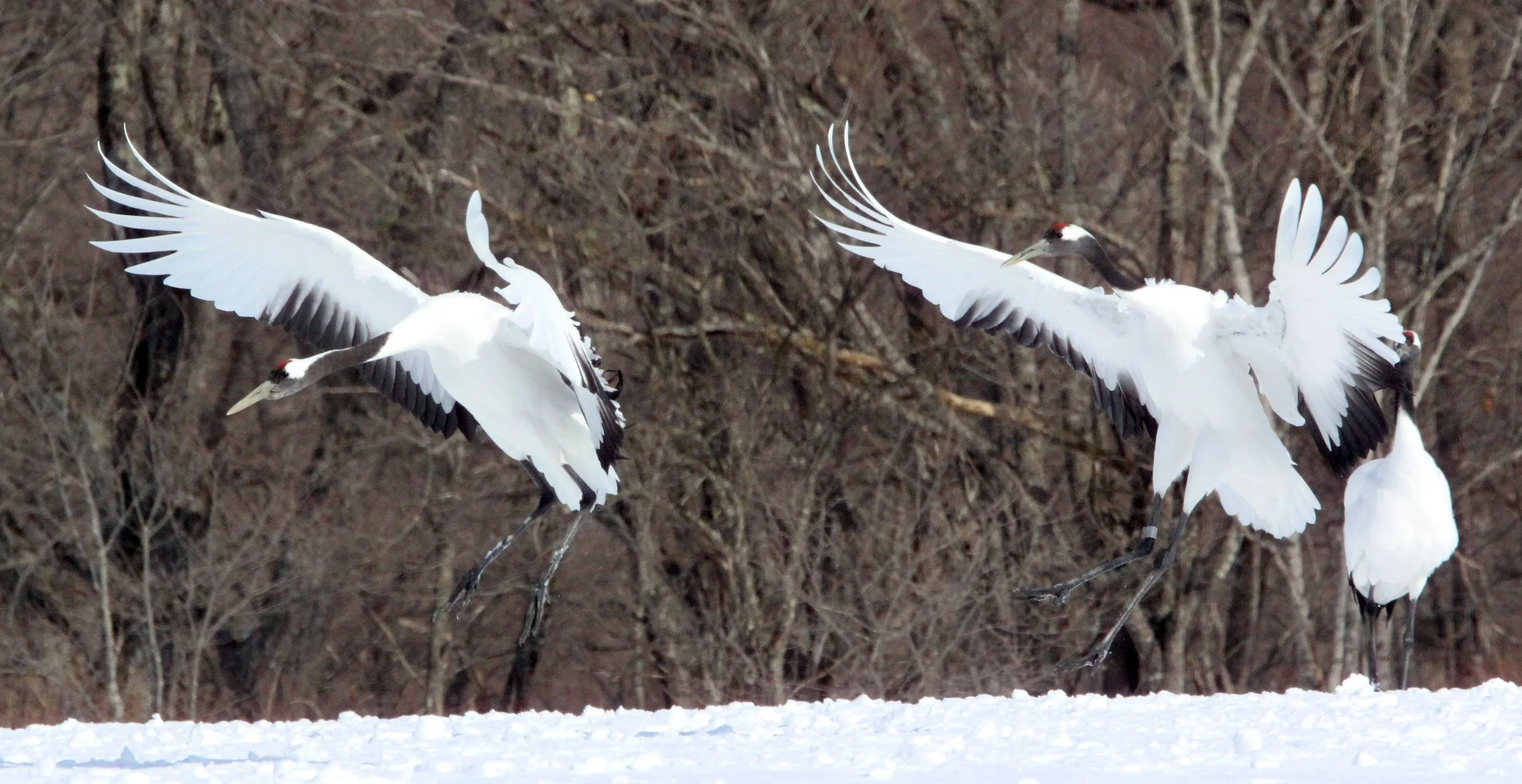 BIRD - CRANE - JAPANESE RED-CROWN CRANE - TSURUI CRANE CENTER - HOKKAIDO JAPAN (255).JPG