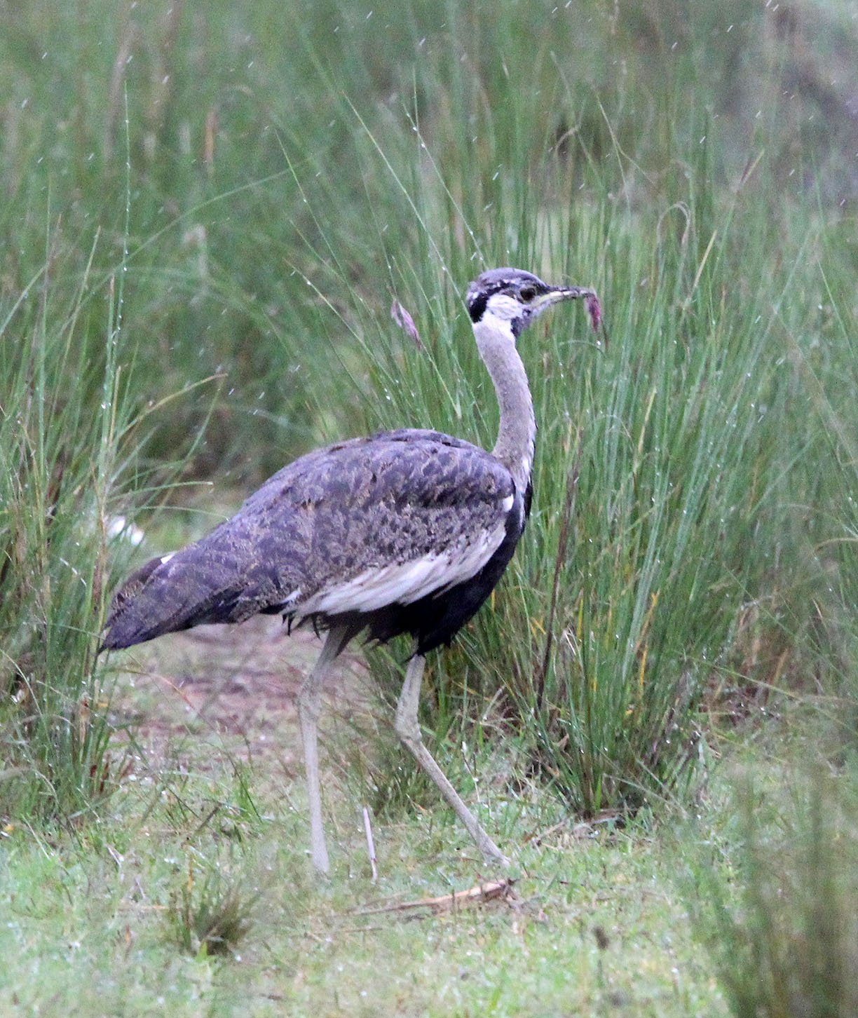 Black-bellied Bustard (Lissotis melanogaster) Senkele Sanctuary, Ethiopia (4).JPG