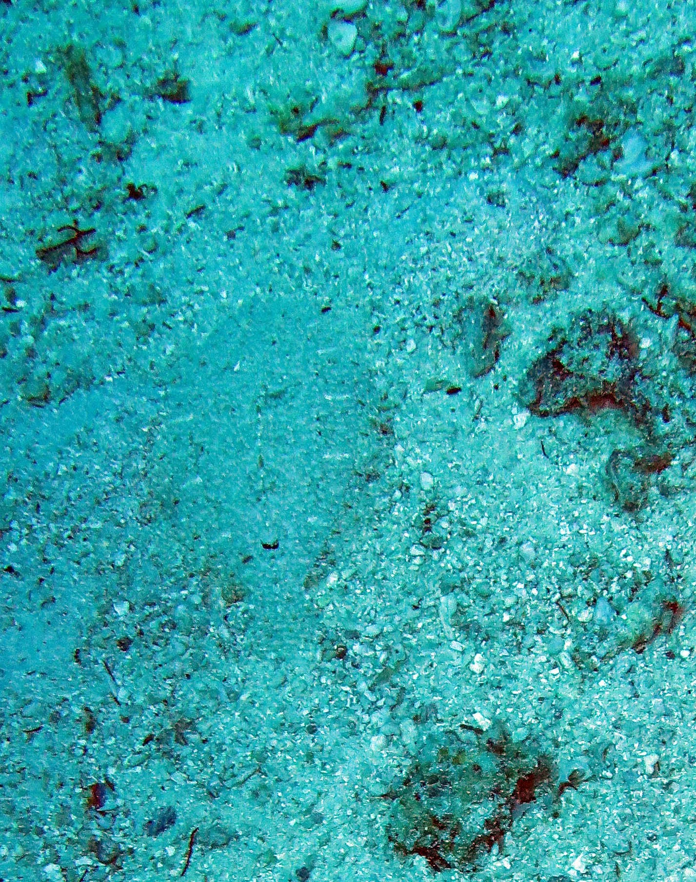 Soleidae - Soleichthys heterorhinos - Sole Species - Blue Edged maybe - Similans Thailand (7).JPG