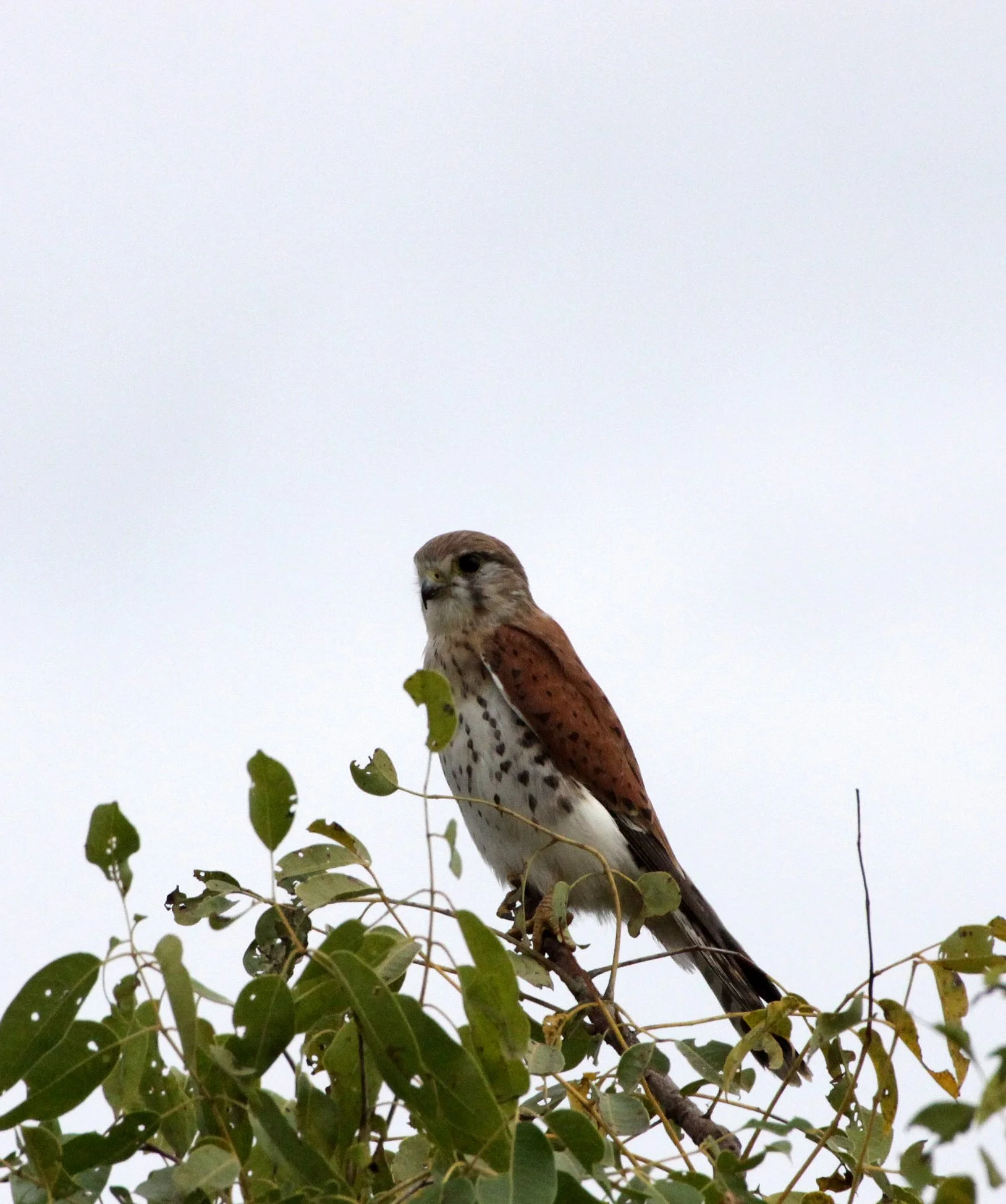 BIRD - KESTREL - MADAGASCAR KESTREL - FALCO NEWTONI - MORONDAVA MADAGASCAR (6).JPG