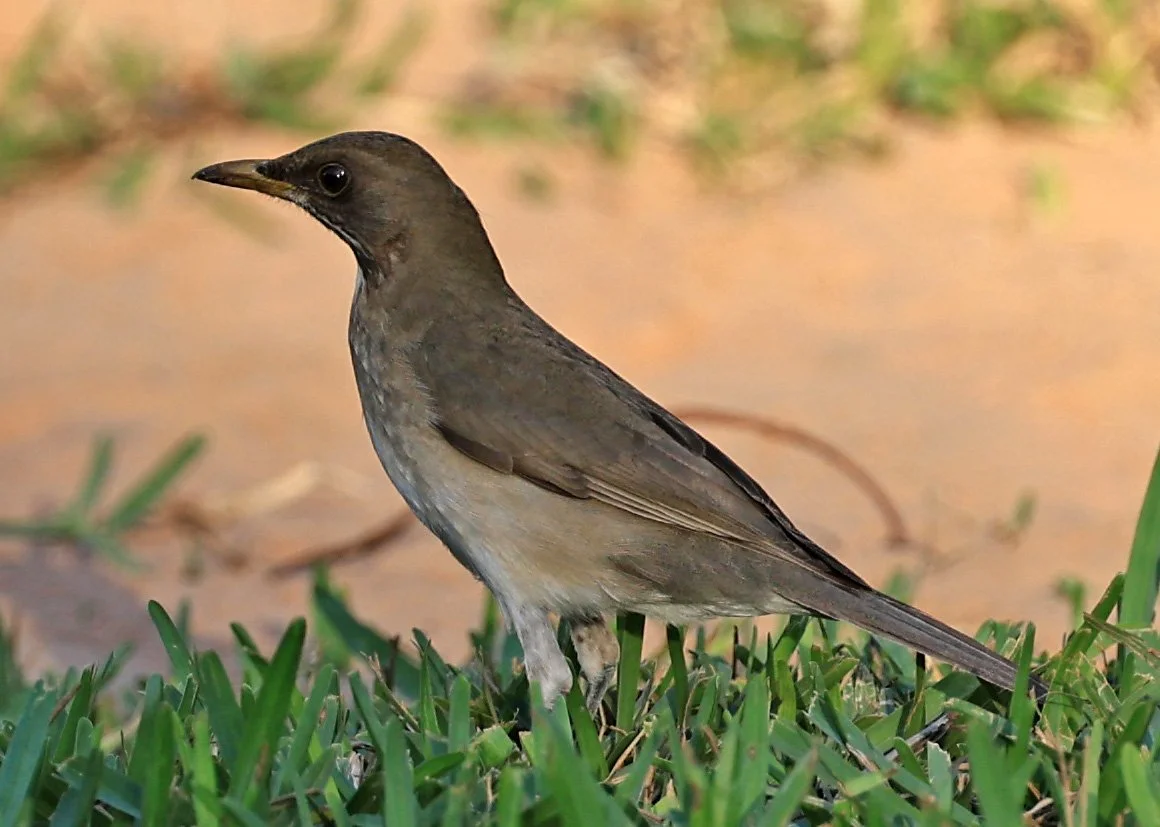 Creamy-bellied Thrush (Turdus amaurochalinus)