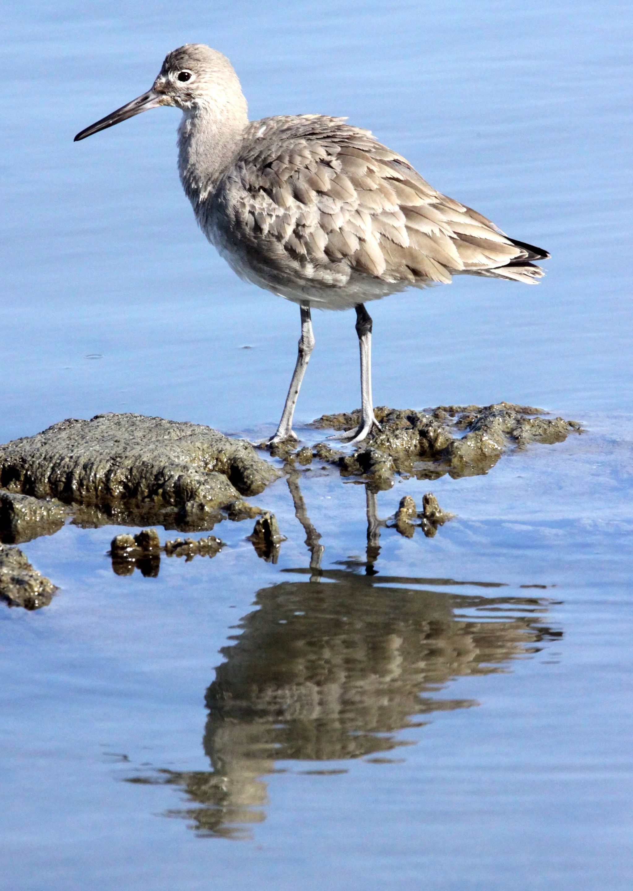 BIRD - WILLET - ARCATA MARSH CALIFORNIA (19).JPG
