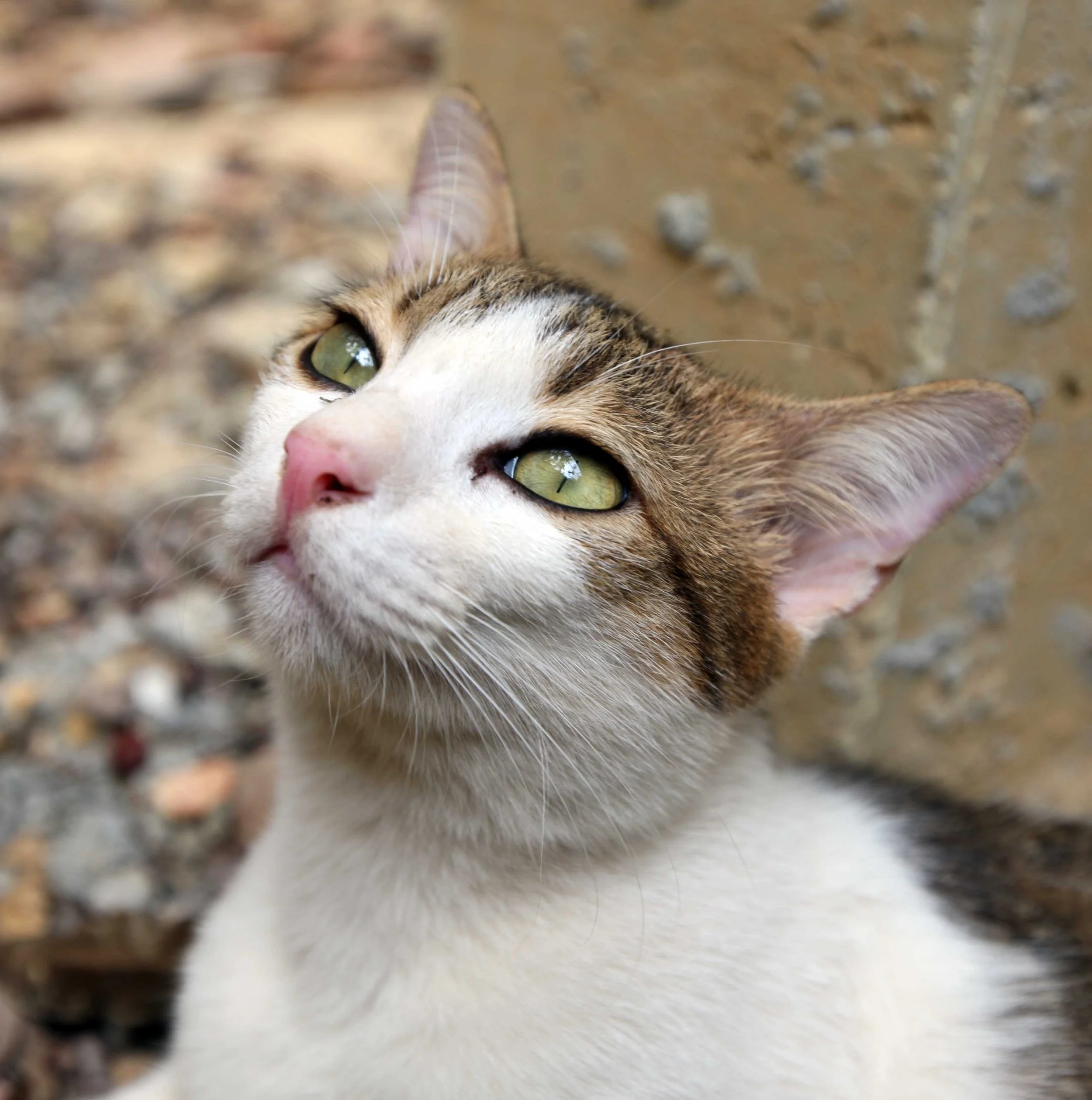 2015 Koh Lanta Songkran with friends from ISB (64).JPG