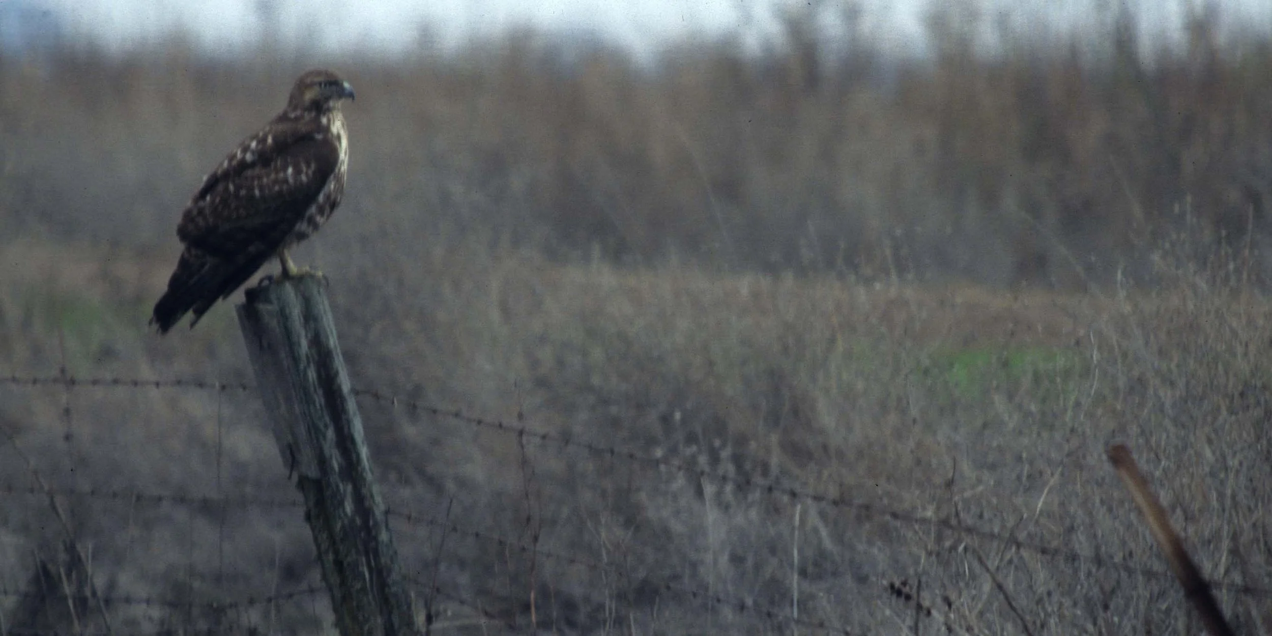 Buteo jamaicensis - RED-TAILED HAWK - SACRAMENTO VALLEY (2).jpg