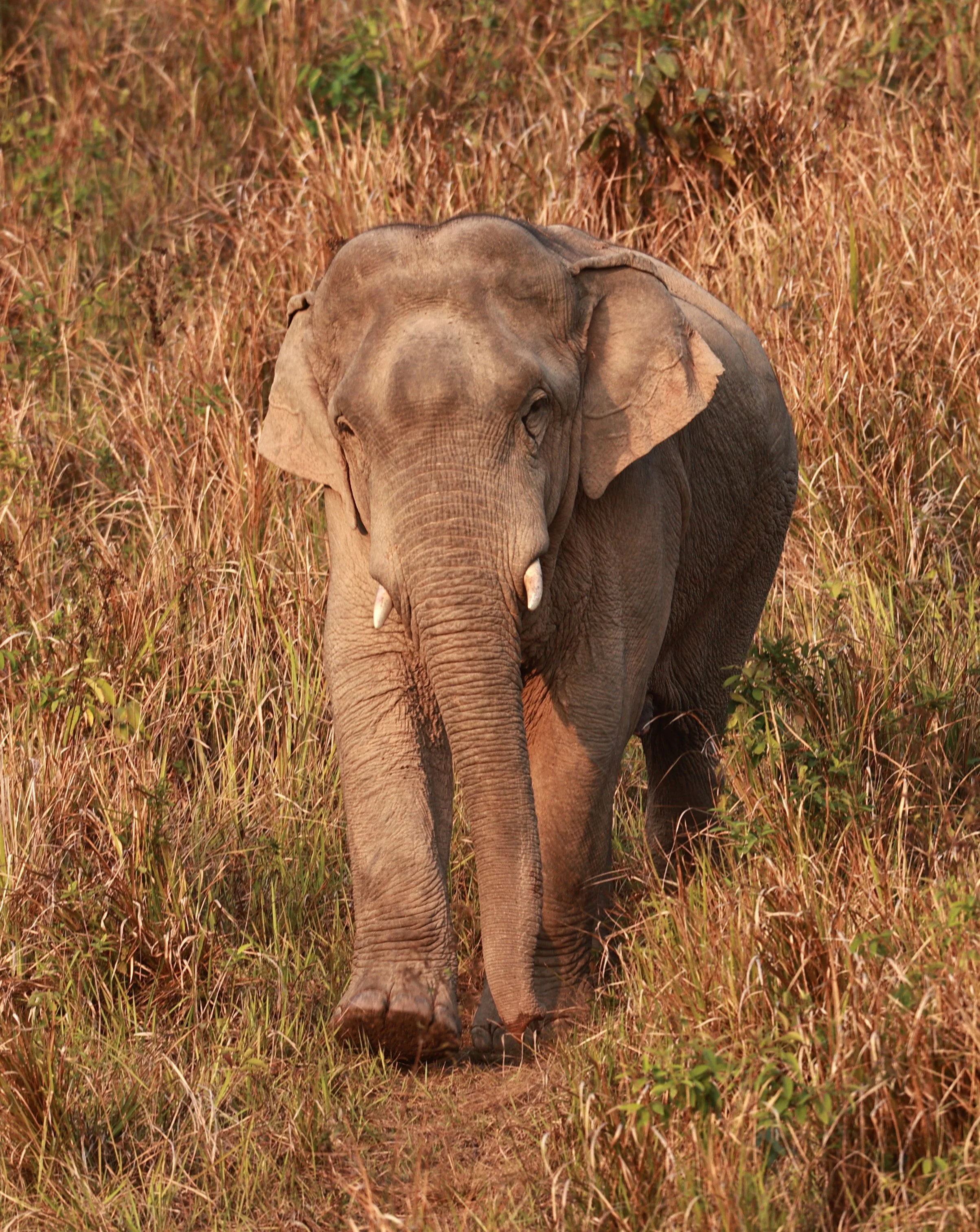 Asian Elephant (Elephas maximus) Khao Yai National Park, Thailand (39).jpg