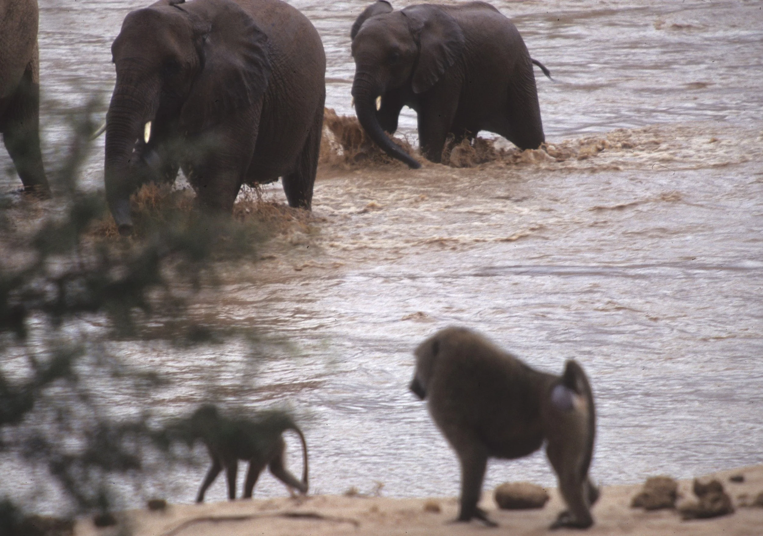 ELEPHANT - SHABA D.jpg