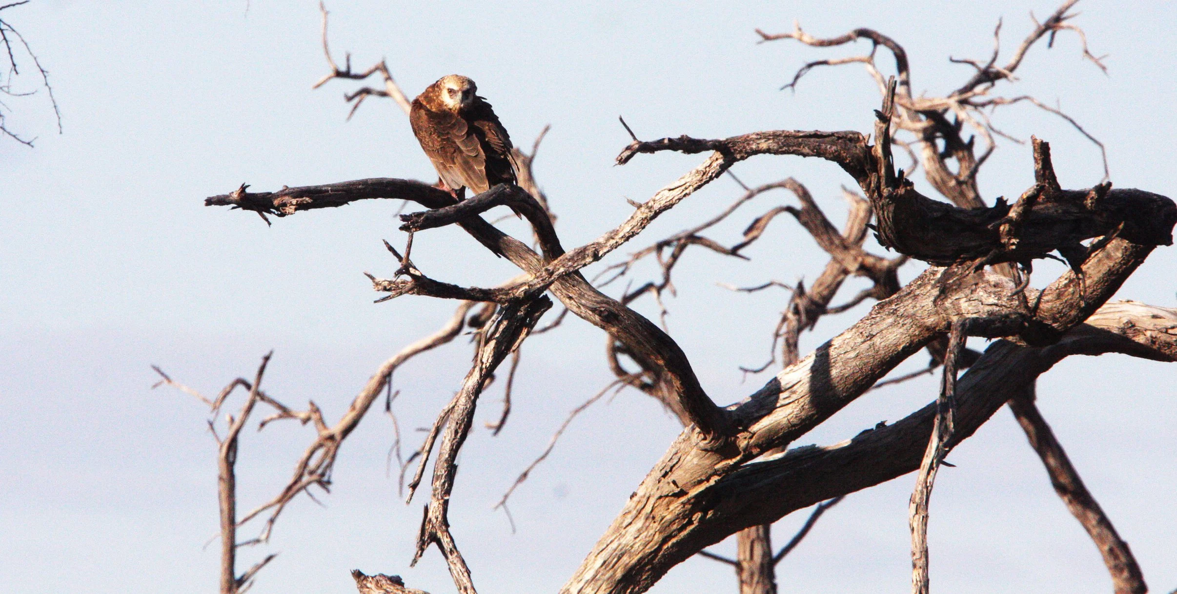 Terathopius ecaudatus - BATELEUR - KHWAI CAMP OKAVANGO BOTSWANA (5).JPG