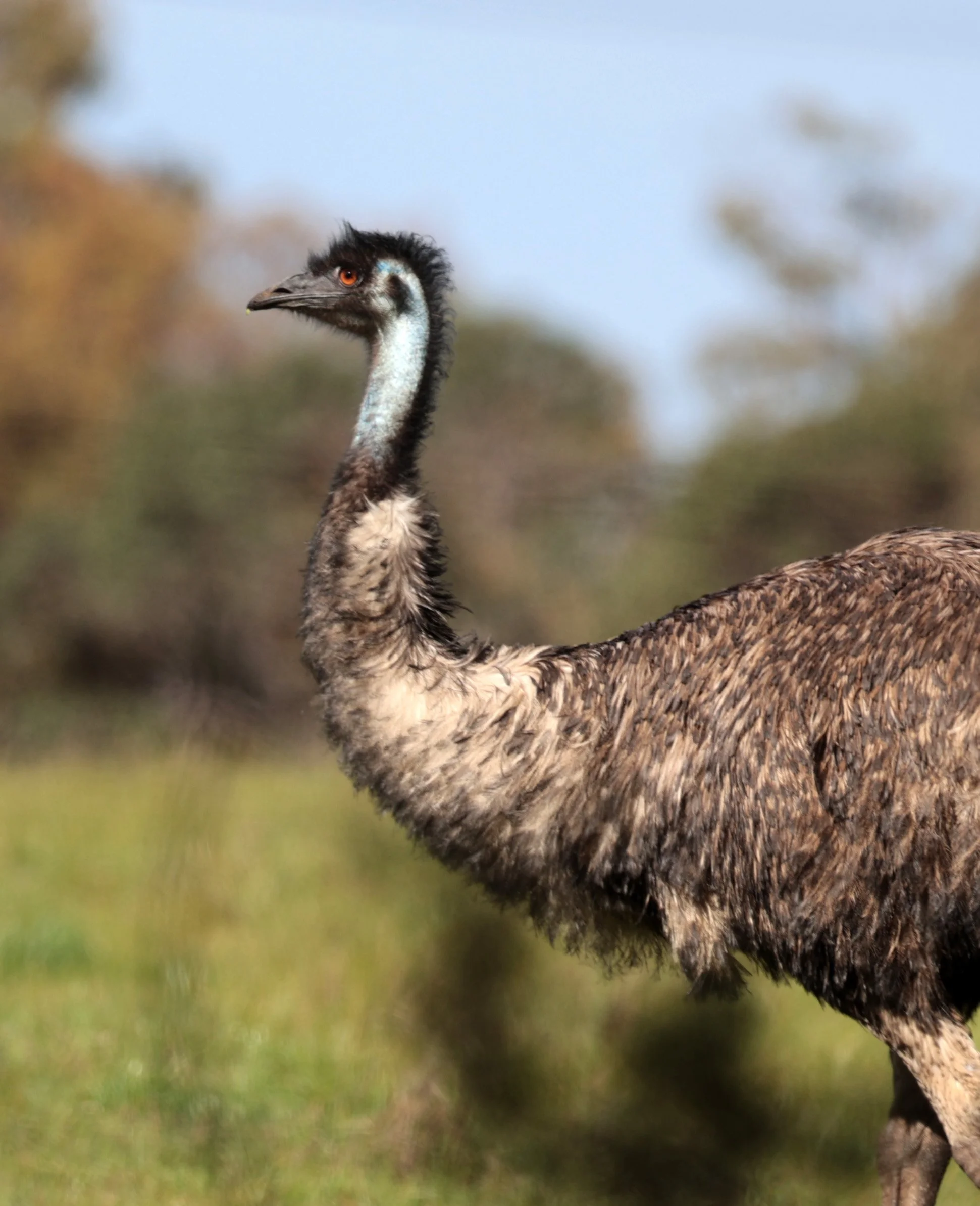 Emu (Dromaius novaehollandiae) Mt Frankland NP - Western Australia 