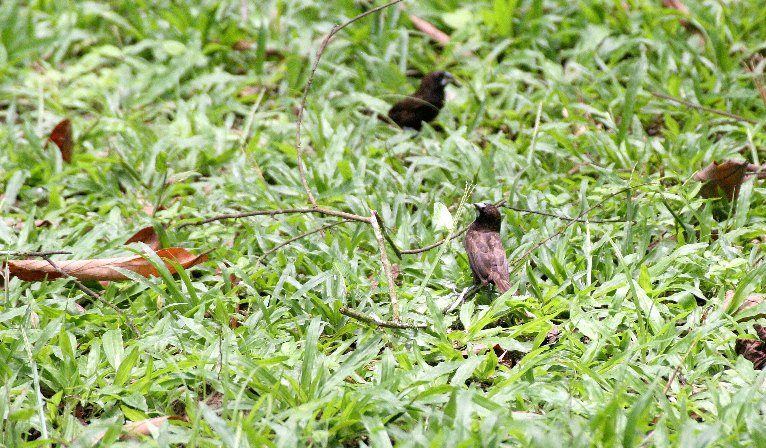 BIRD - MUNIA - DUSKY MUNIA - KINABATANGAN RIVER BORNEO.JPG