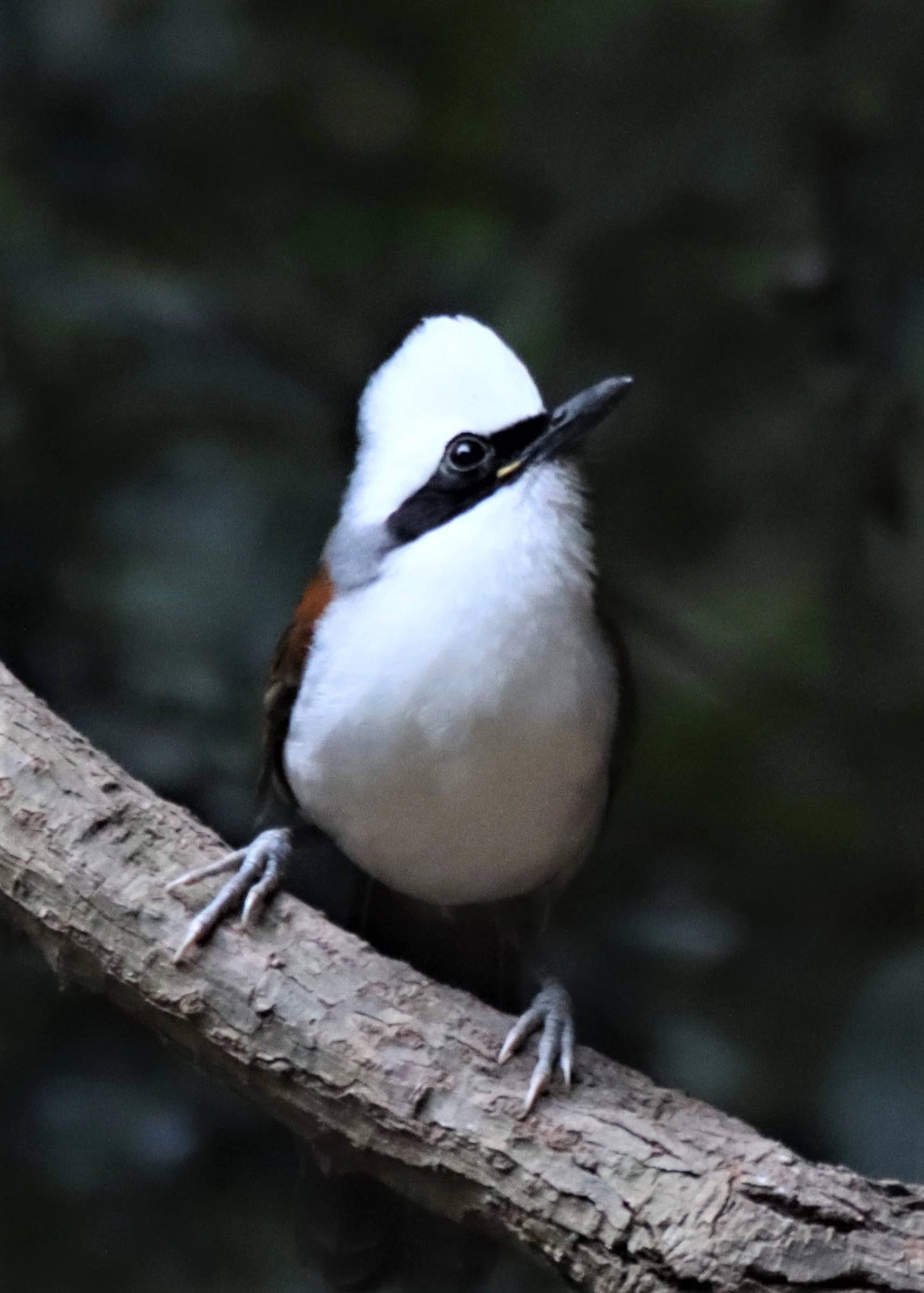 LAUGHINGTHRUSH - WHITE-CRESTED LAUGHINGTHRUSH - Garrulax leucolophus - KAENG KRACHAN THAILAND (21).jpg