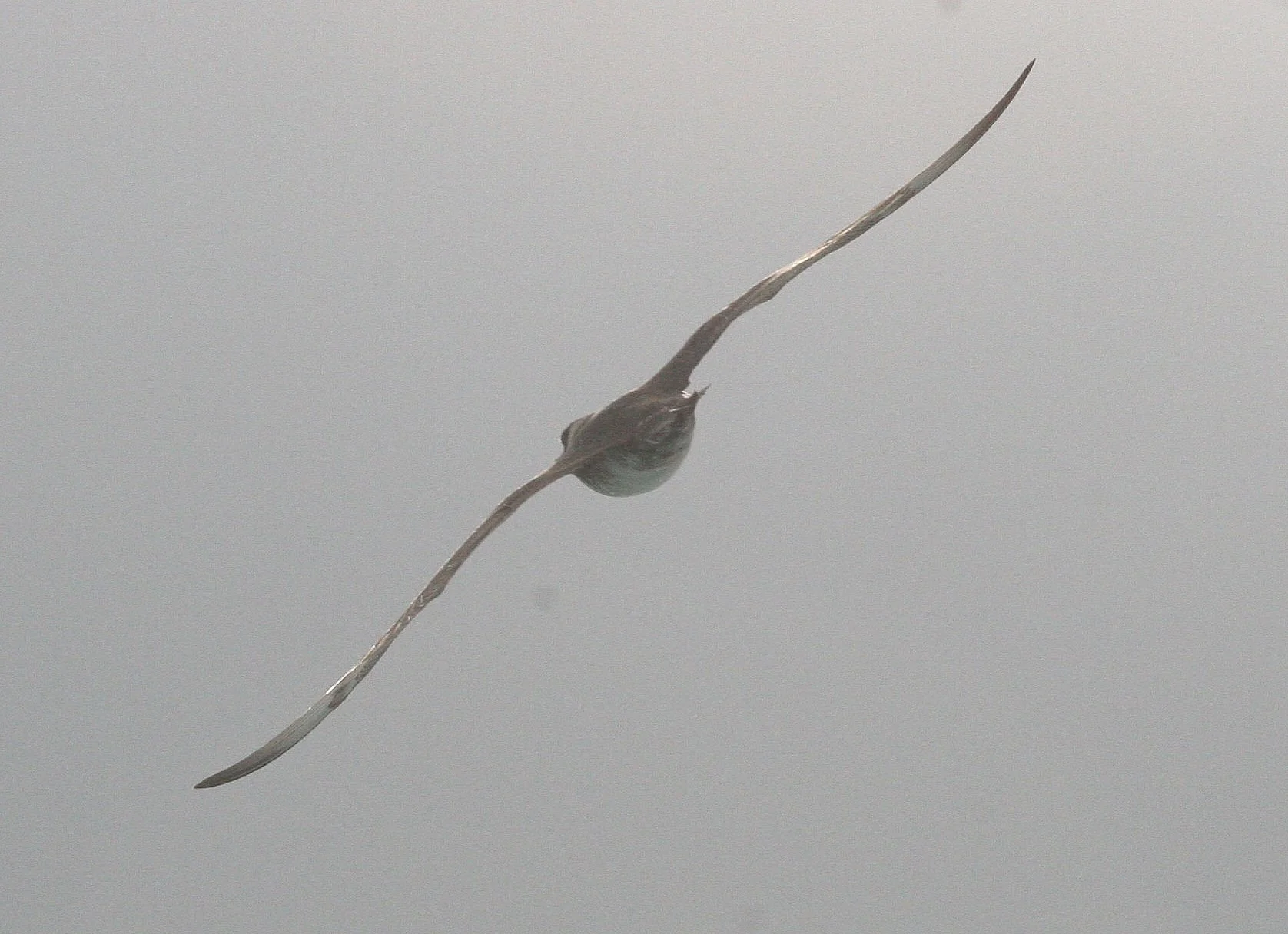 BIRD - GULL - GLAUCOUS GULL - SVALBARD (4).jpg