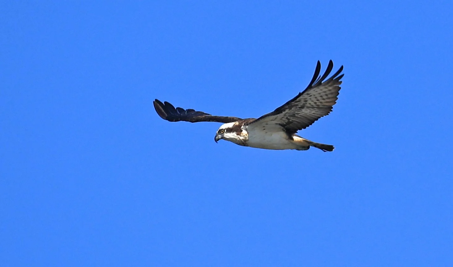 Western osprey (Pandion haliaetus) Shimotonda Sadowaracho Birding Ponds Miyazaki Kyushu Japan (27).jpg