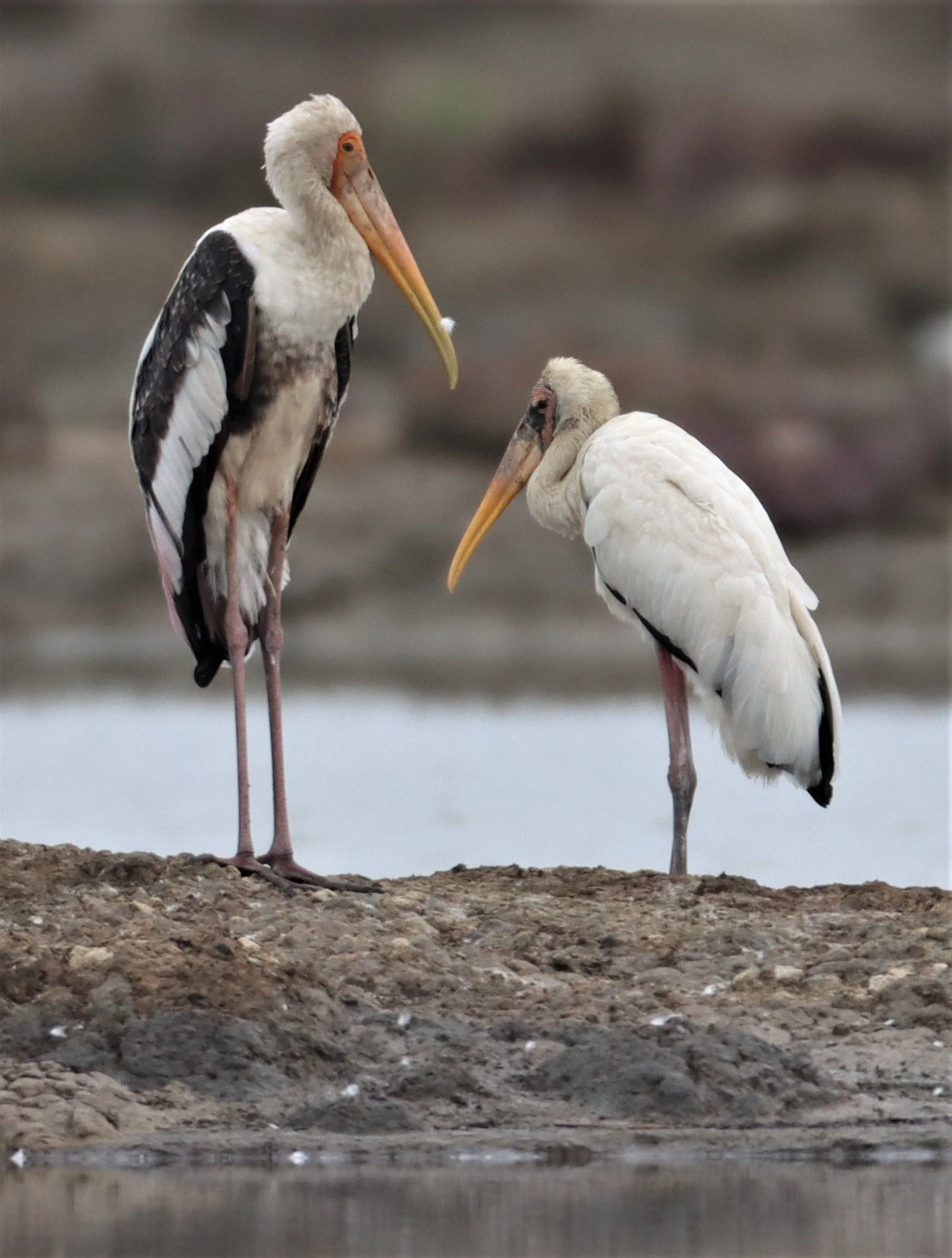 STORK - MILKY STORK - Mycteria cinerea - WITH PAINTED STORK - KHLONG TAMRU CHONBURI (58).jpg