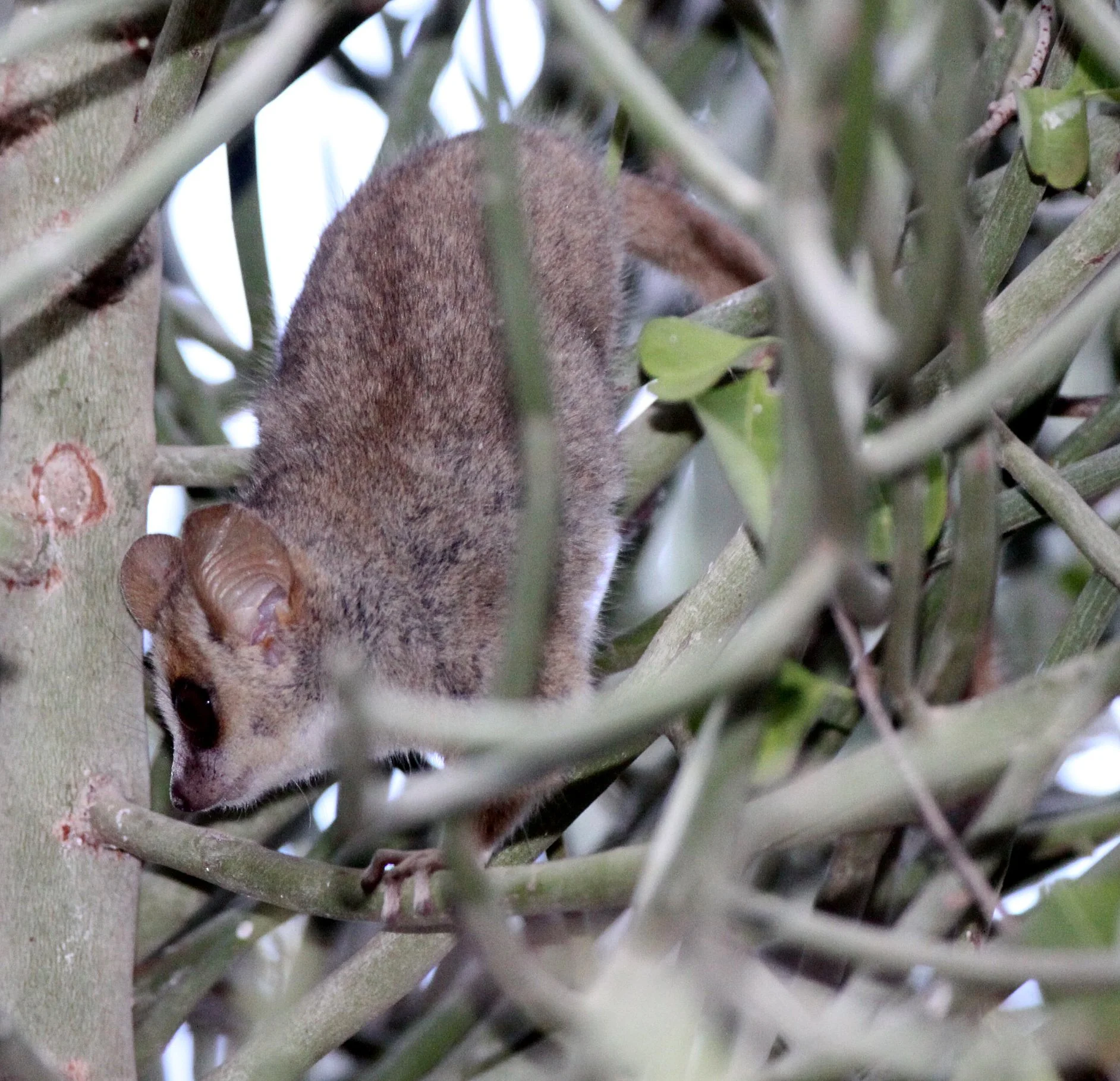CHEIROGALEIDAE - Microcebus griseorufus - GREY-BROWN MOUSE LEMUR - BERENTY RESERVE MADAGASCAR (21).JPG