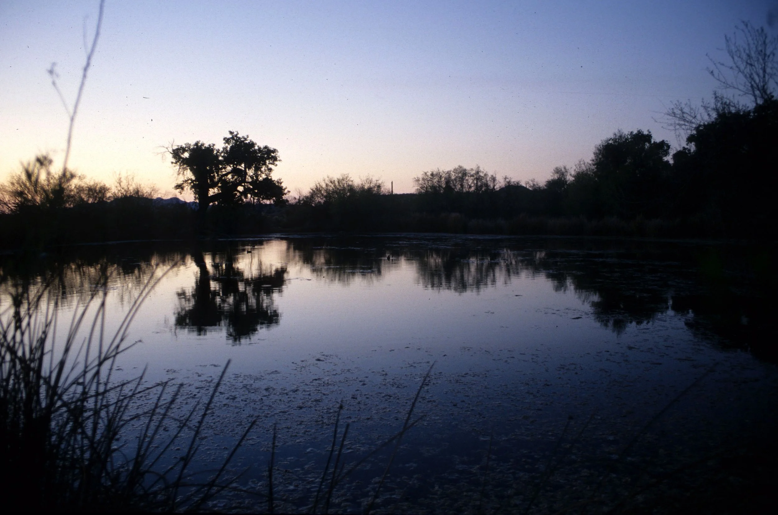ORGAN PIPE CACTUS NP - QUITOBAQUITO  POND D.jpg