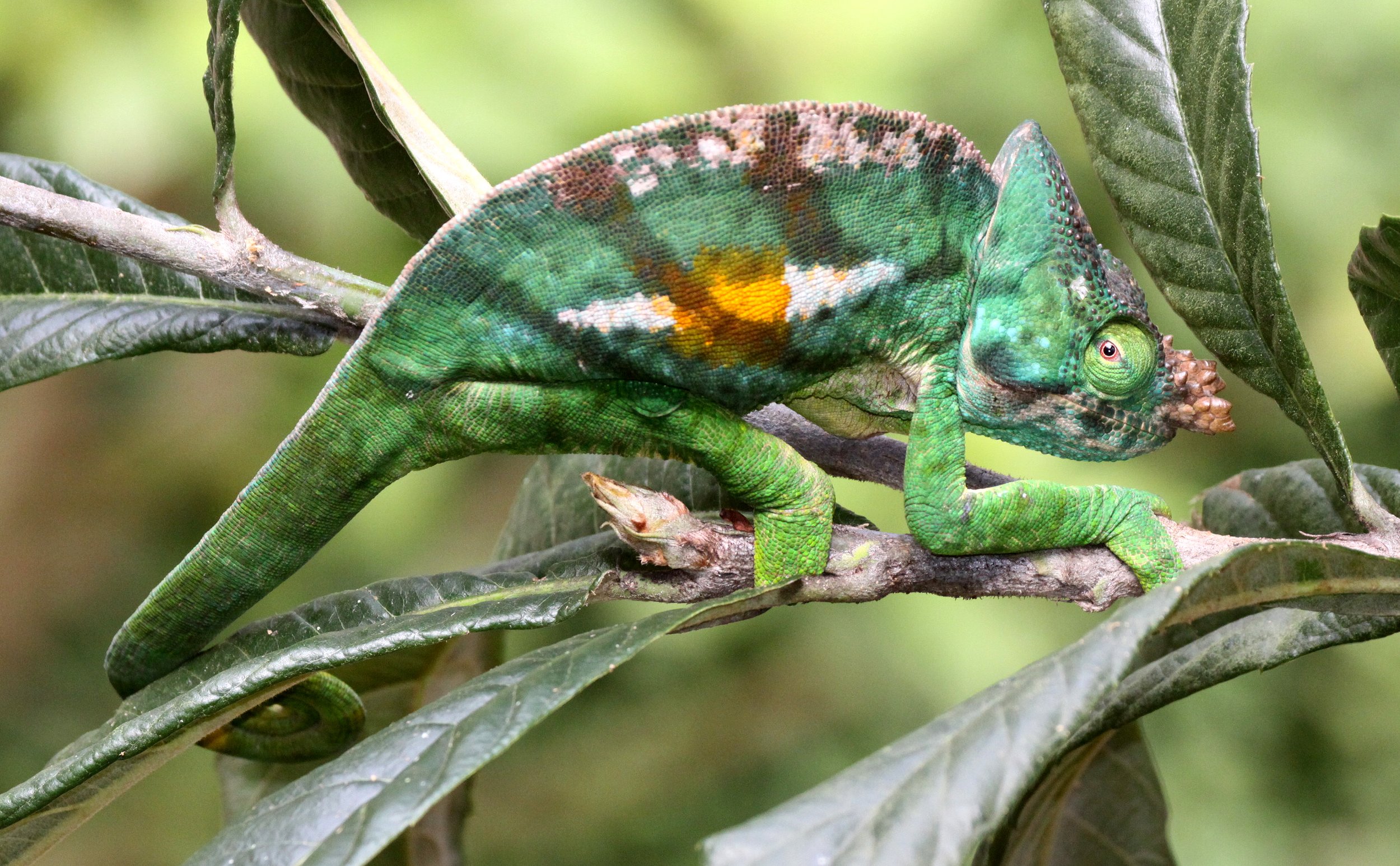 Parson's Chameleon (Calumma parsonii) Madagascar