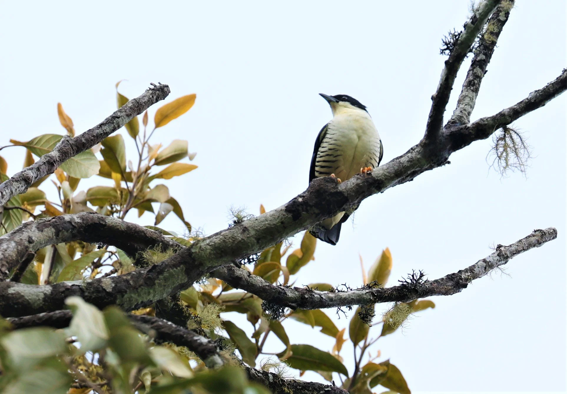 CUTIA - HIMALAYAN CUTIA - Cutia nipalensis - DOI LANG EAST DOI PHA HOM POK NP, DECEMBER 2021 (19).jpg