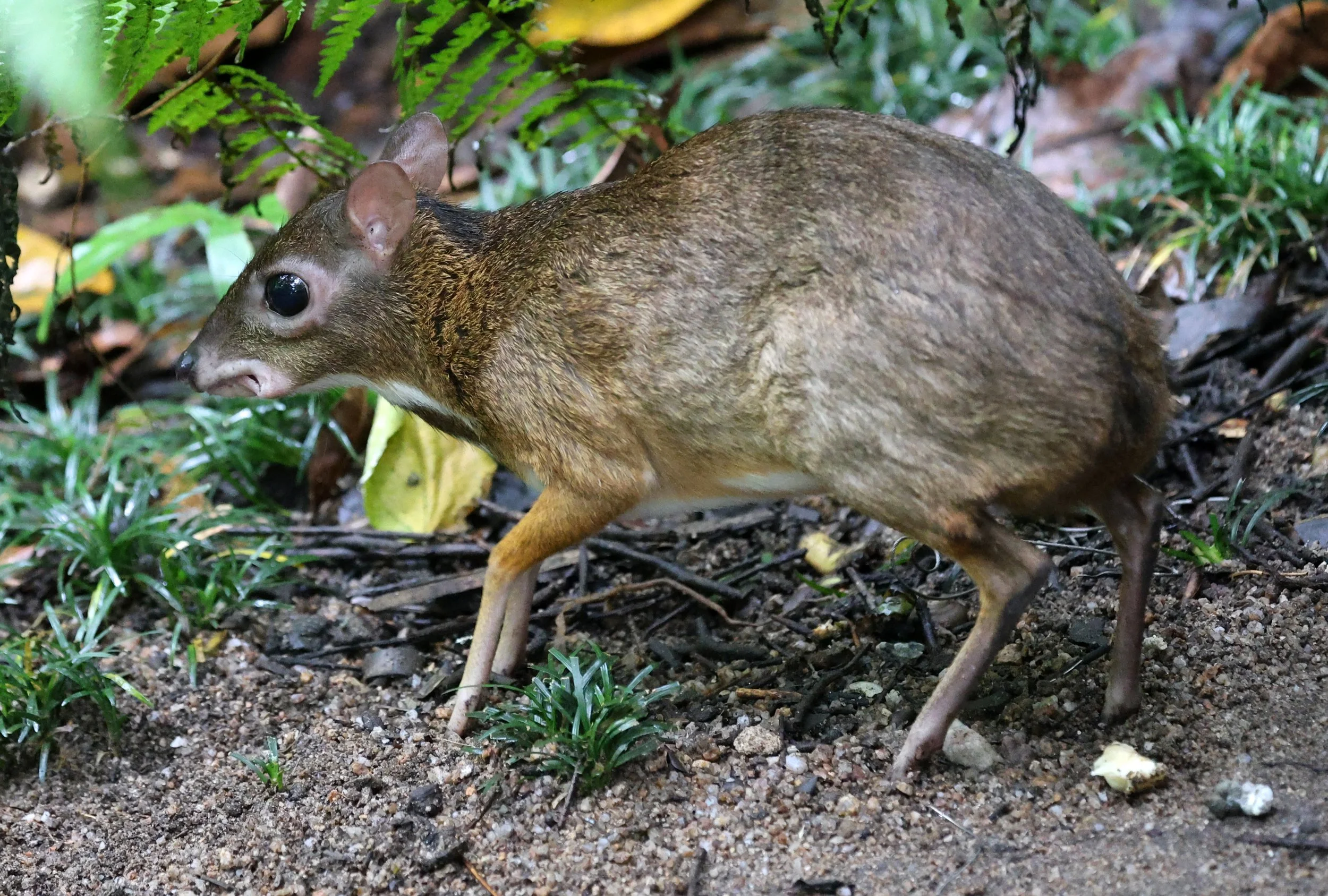 Javan Chevrotain (Tragulus javanicus) Khao Kiew Mountain Open Zoo Chonburi Thailand (9).jpg