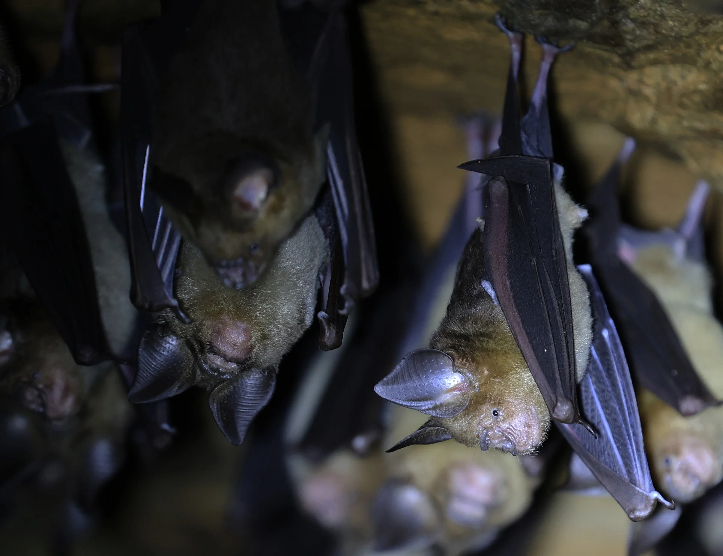 Horsfield’s Leaf-nosed Bat (Hipposideros.larvatus) Wat Tham Sila Thong Temple Pak Chong Thailand near Khao Yai (58).jpg