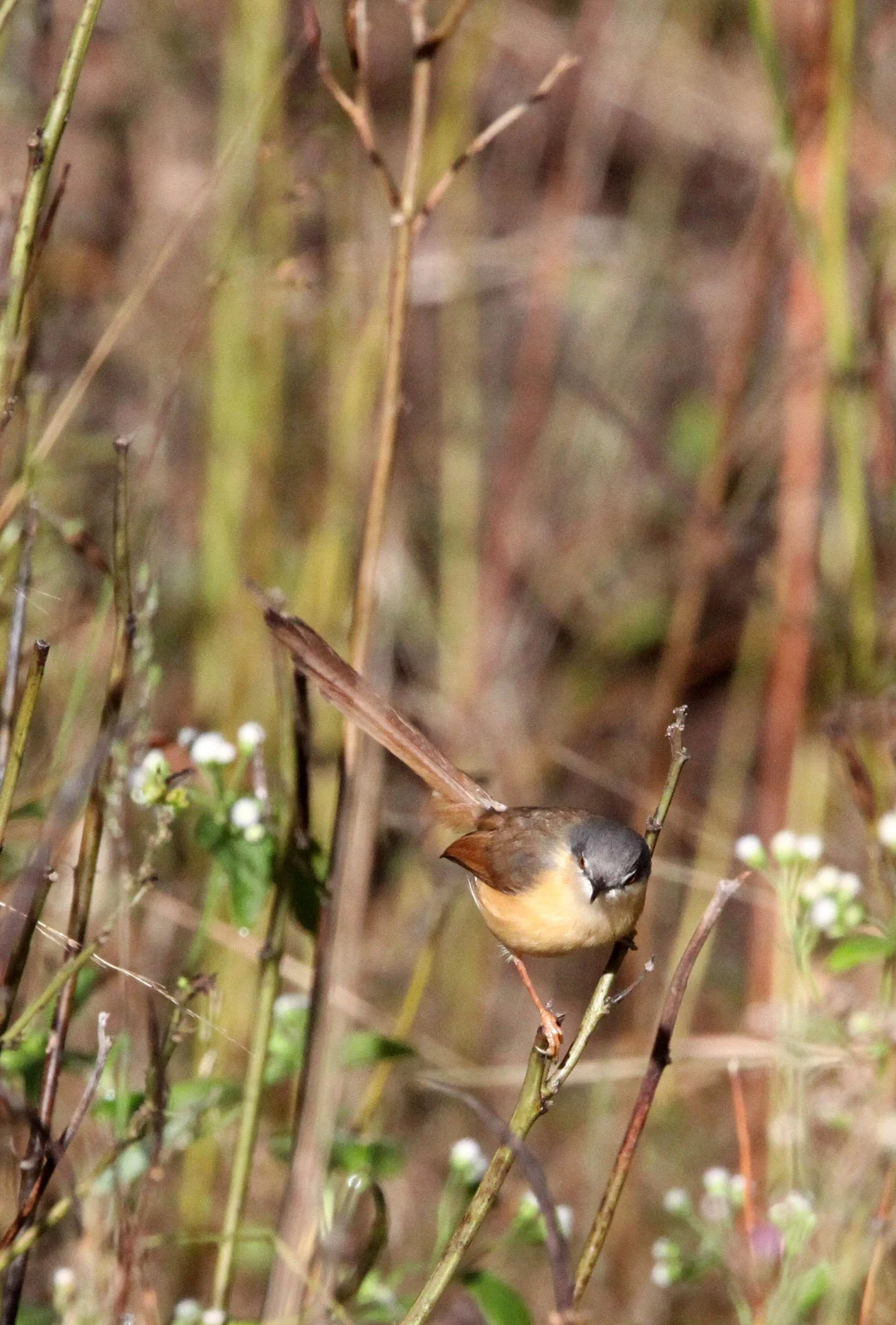 BIRD - PRINIA - ASHY PRINIA - PRINIA SOCIALIS - GIR FOREST GUJARAT INDIA (7).JPG