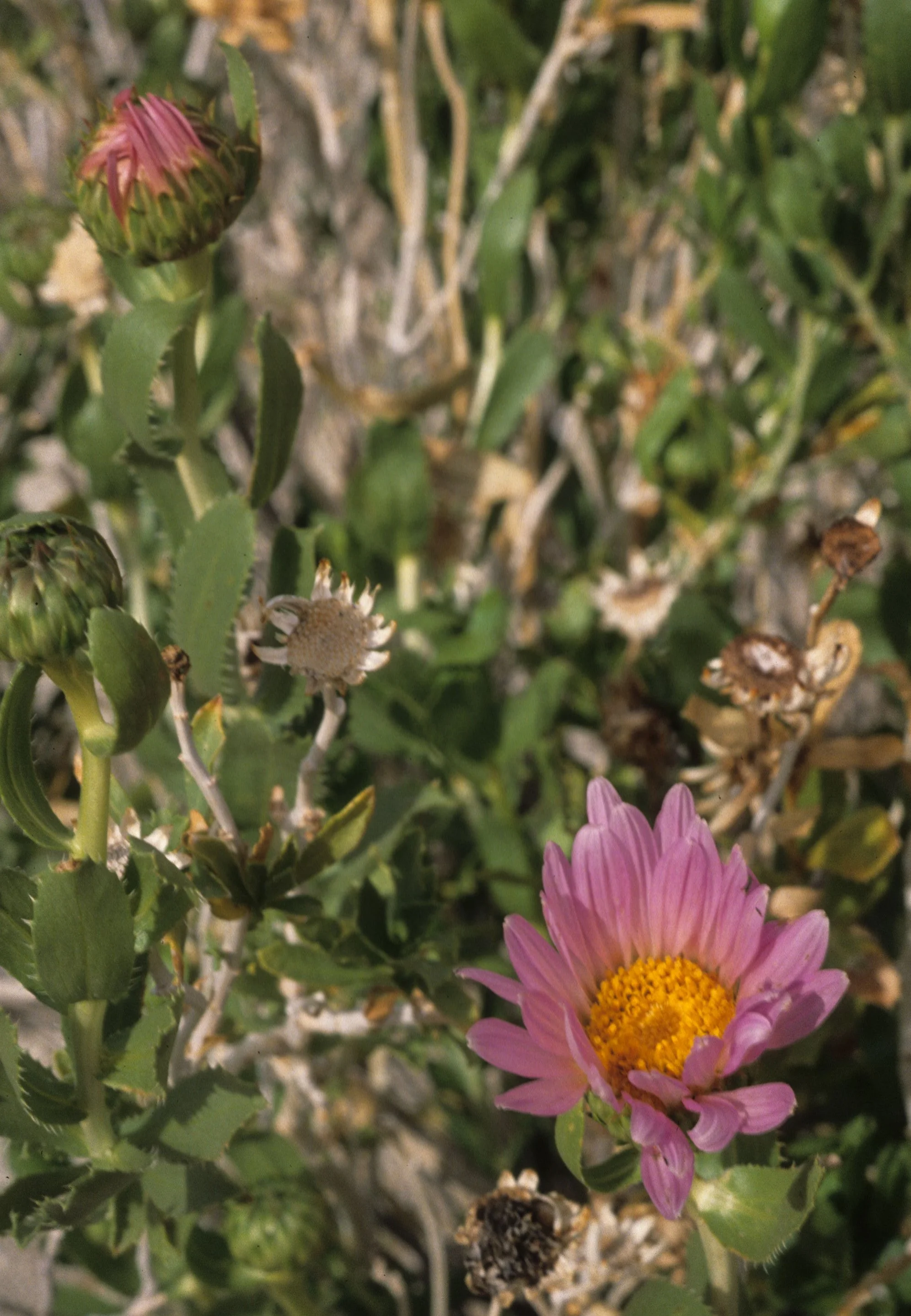 ANZA BORREGO - ASTERACEAE - ASTER COGNATUS - MECCA ASTER.jpg