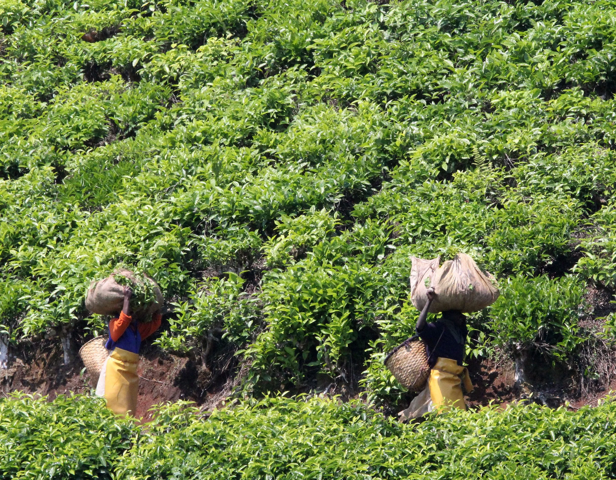 NYUNGWE NATIONAL PARK RWANDA (402).JPG