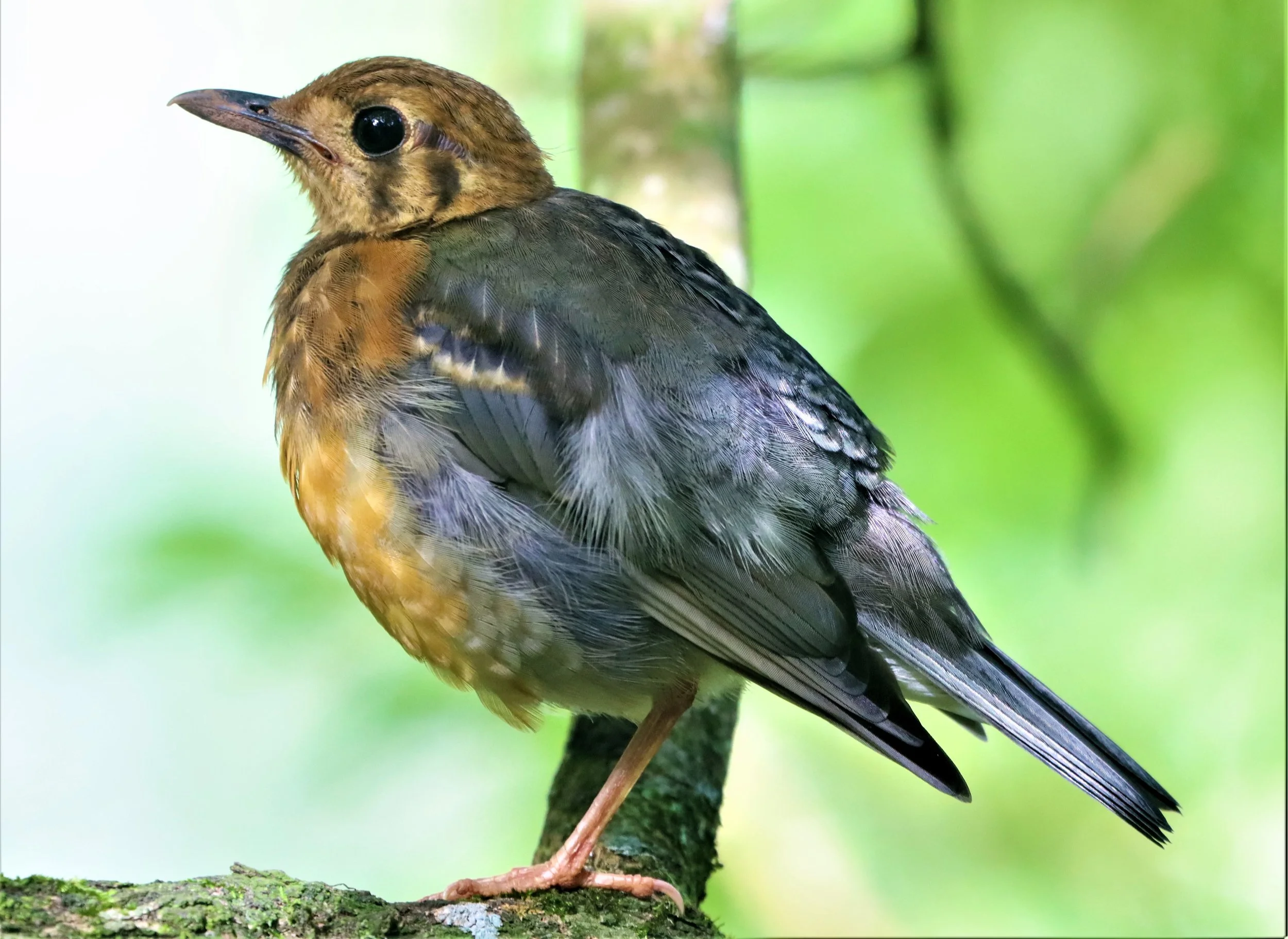 Orange-headed Thrush (Zoothera citrina) Doi Ang Kang Chiang Mai (34).jpg