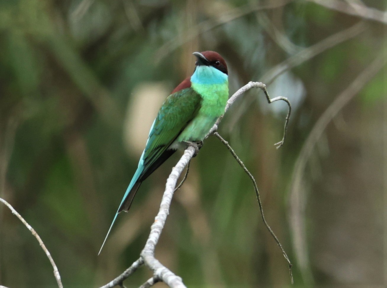 BEE-EATER - BLUE-THROATED BEE-EATER - Merops viridis - PAK PHAYUN DISTRICT, PATTHALUNG APRIL 2022 (33).jpg