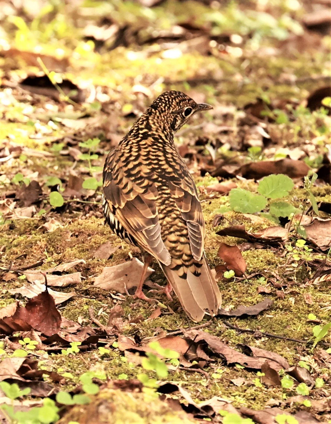 Scaly Thrush (Zoothera dauma) Doi Ang Kang Chiang Mai (19).jpg