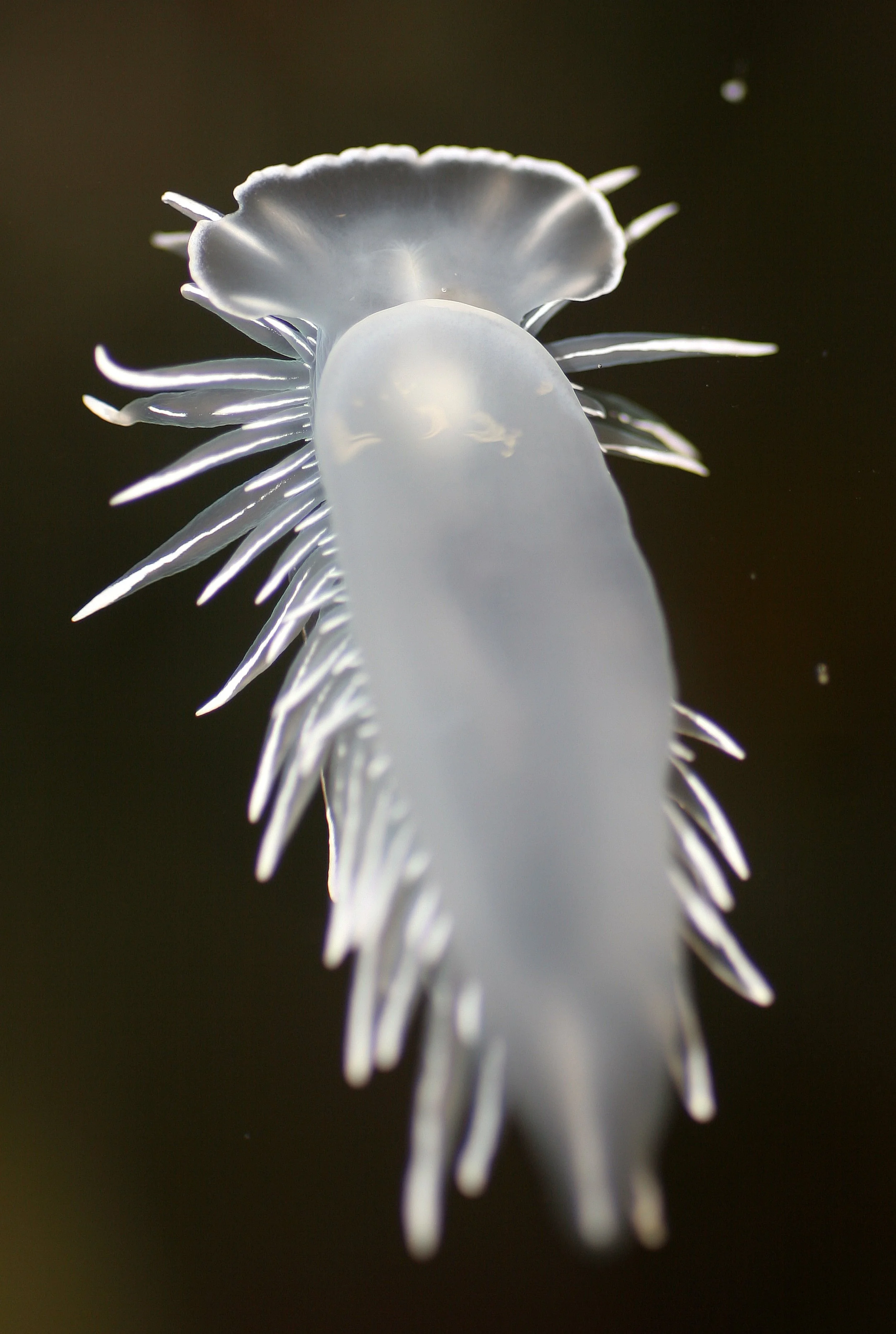 INVERTS - INTERTIDAL - MOLLUSCA - DIRONA ALBOLINEATA (4).jpg