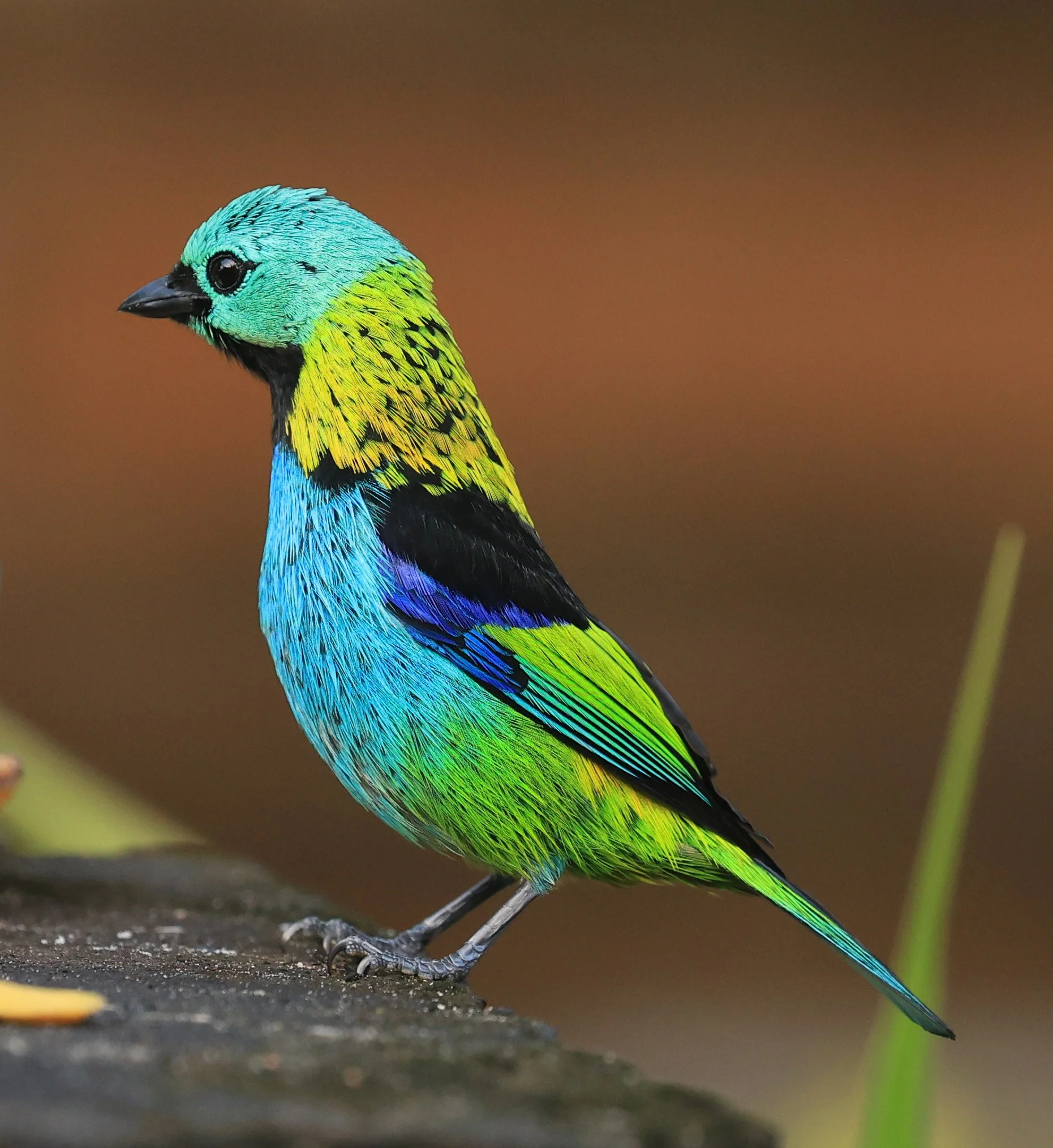 Green-headed Tanager (Tangara seledon)  Superagui National Park, Brazil (248).jpg