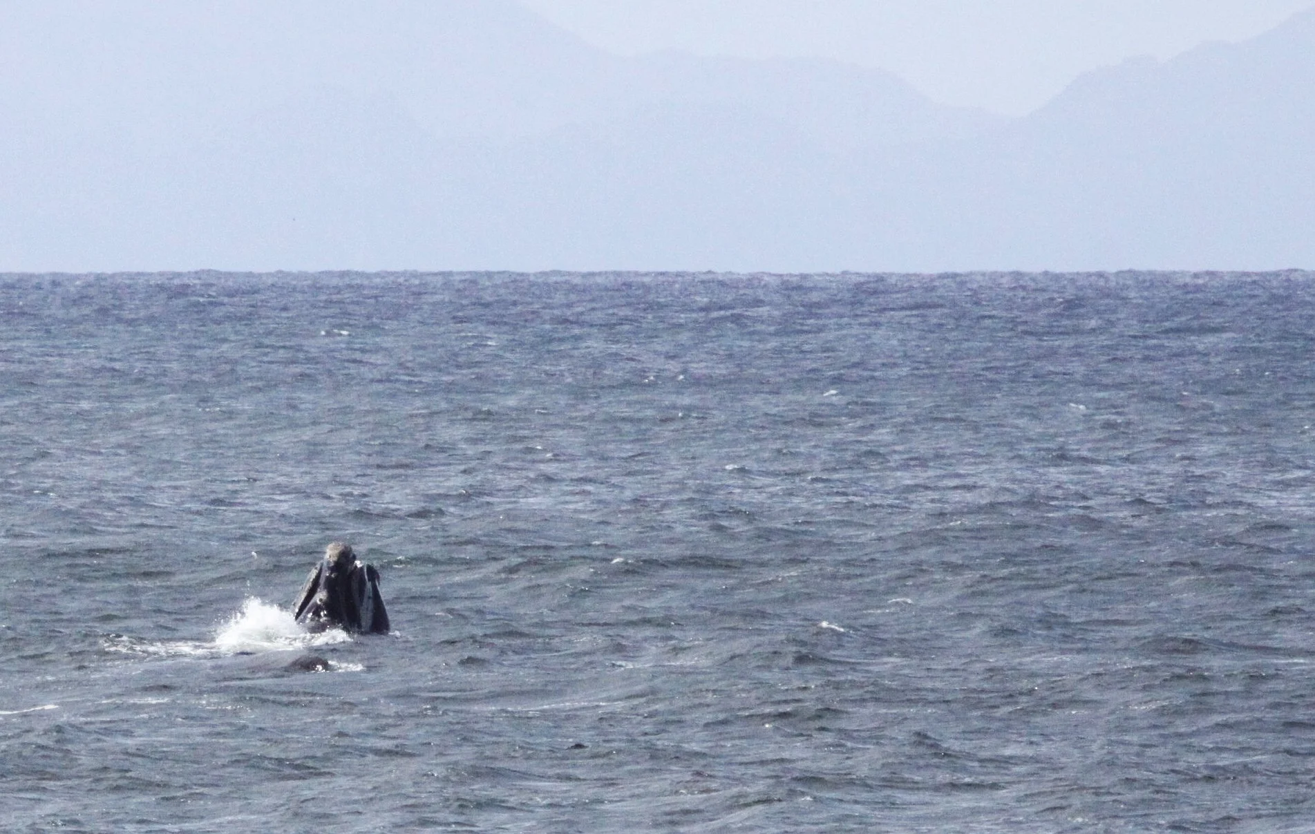 Eubalaena australis - SOUTHERN RIGHT WHALE - WEST COAST NATIONAL PARK SOUTH AFRICA (17).JPG