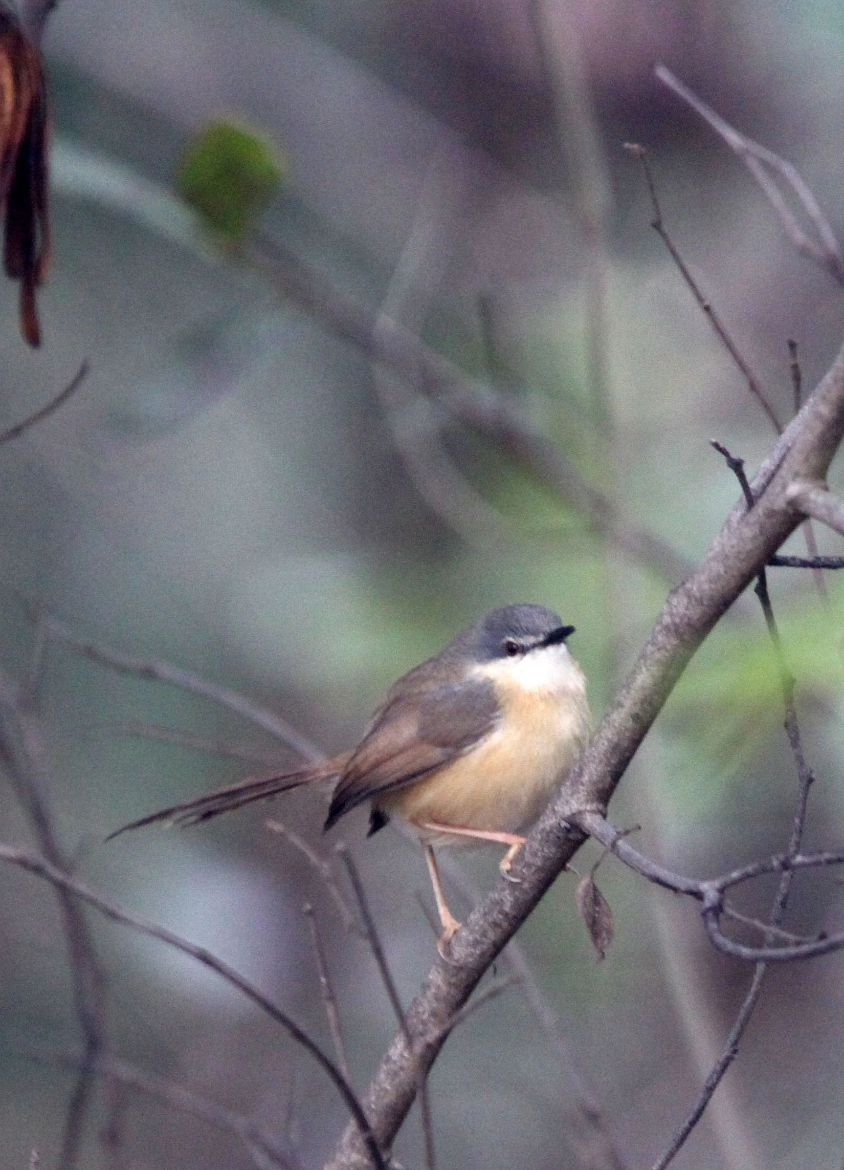 Plain Prinia - Prinia inornata - Variaous locations in Thailand, Borneo