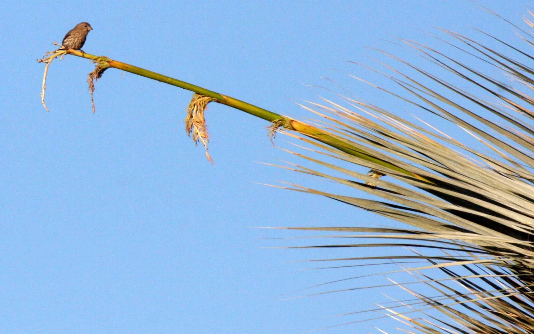 House Finch (Haemorhous mexicanus) Catavina Desert Baja Mexico (2).JPG