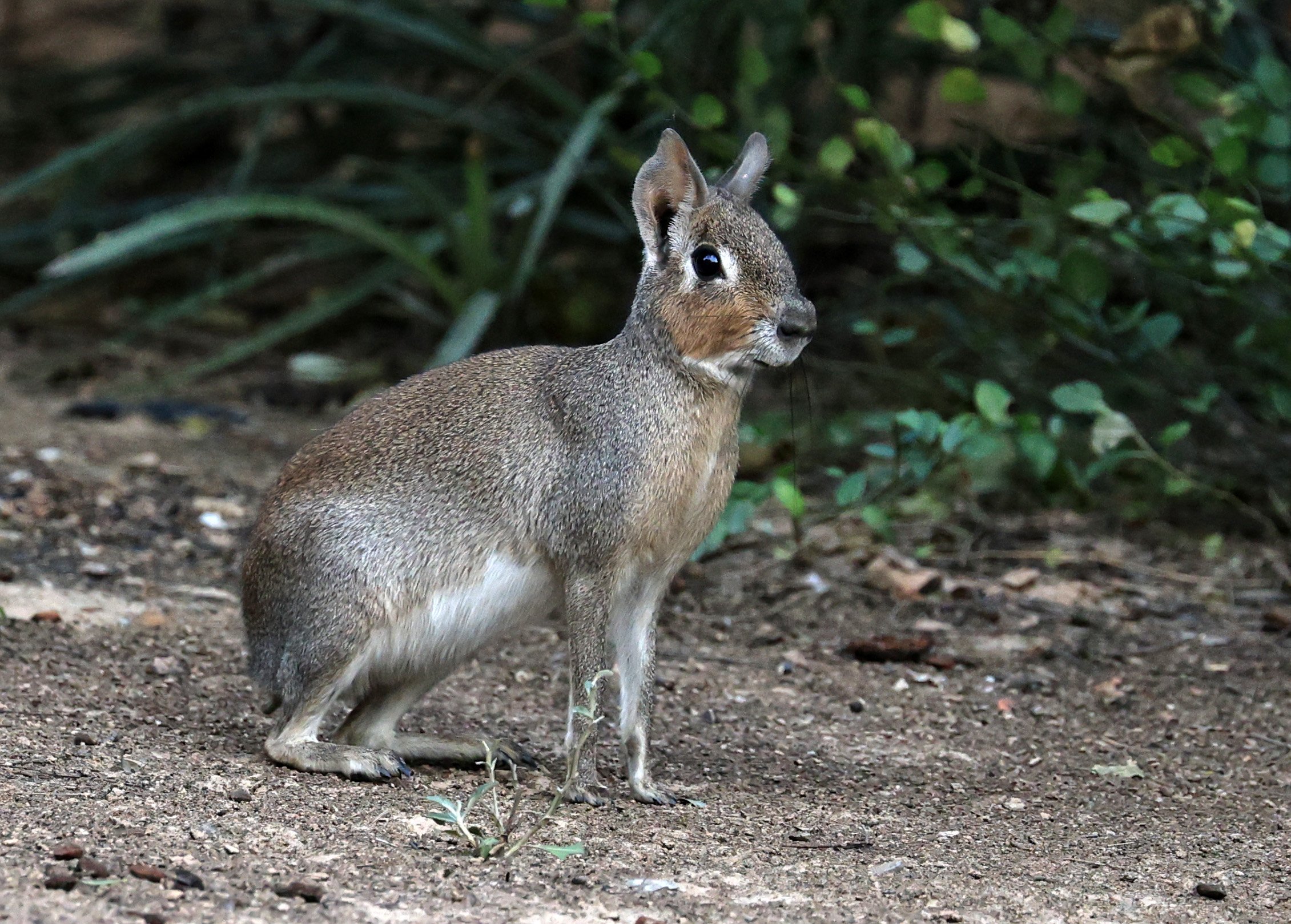 Chacoan Mara (Dolichotis salinicola) Hotel Campestre Iparoma Paraguay (28).jpg