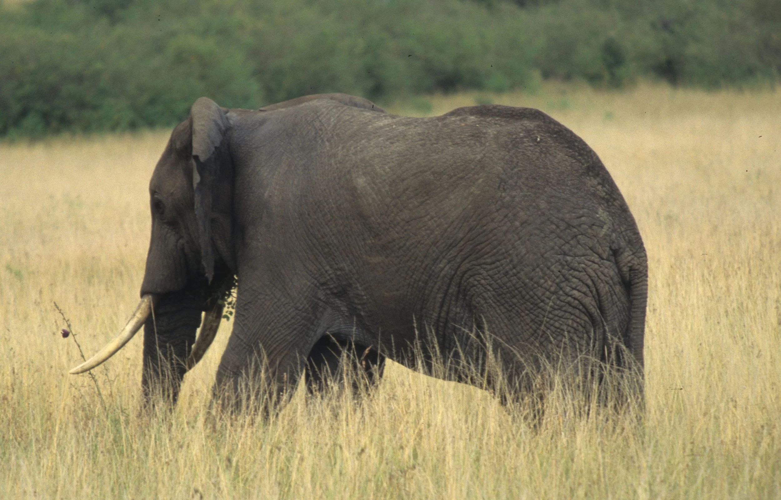 ELEPHANT - SERENGETI 37.jpg
