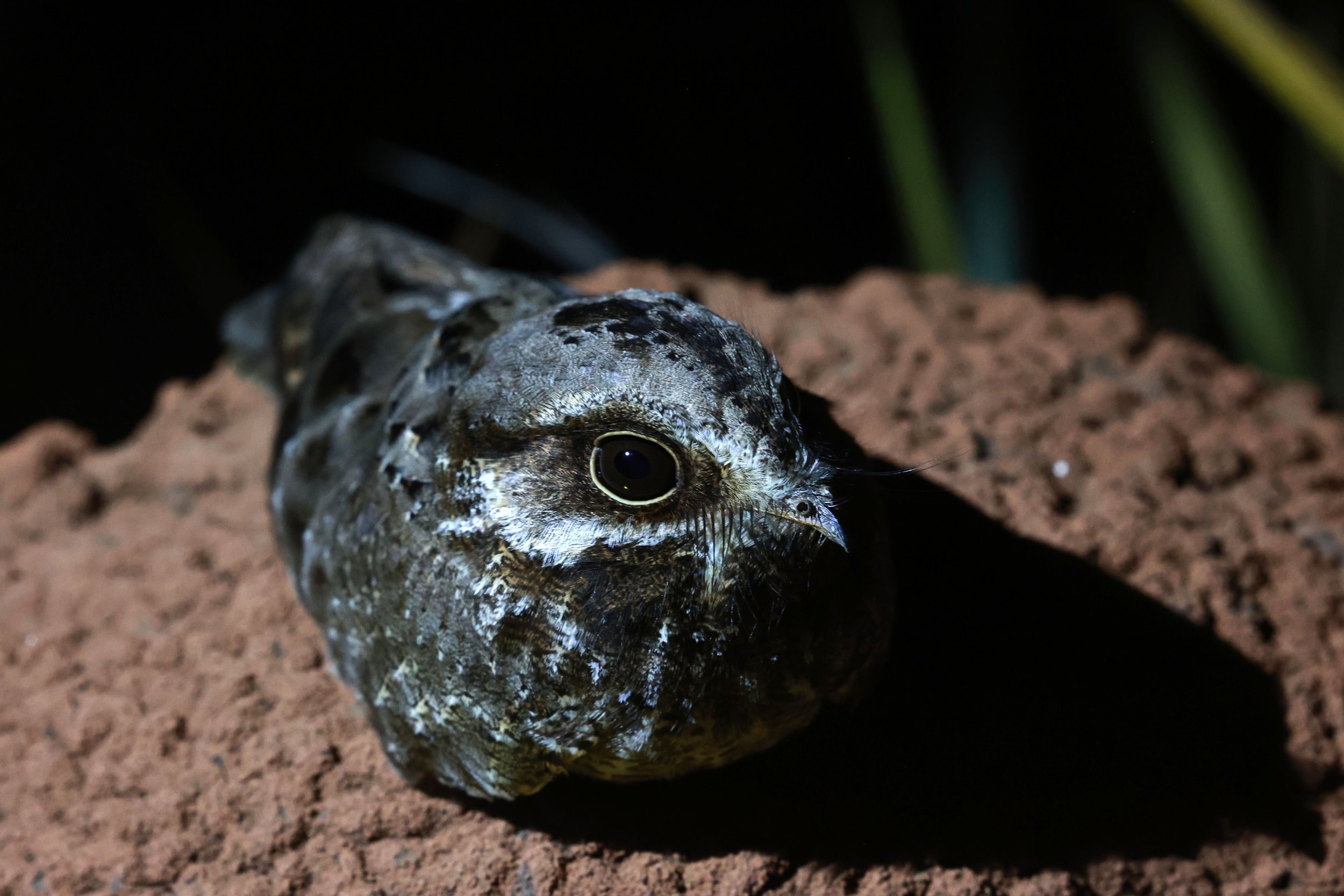 Nightjar - Little Nightjar - Setopagis parvula - Emas National Park, Goias Brazil (27).jpg