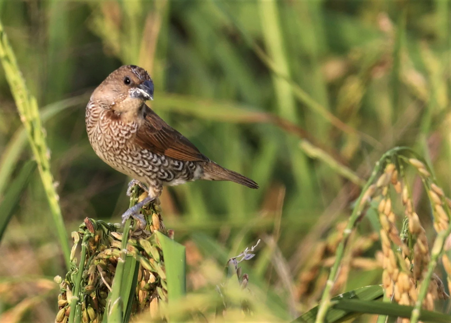 MUNIA - SCALY BREASTED MUNIA - Lonchura punctulata - PATHUM THANI RICE RESEARCH CENTER 14 SEPT 2021 (1).jpg